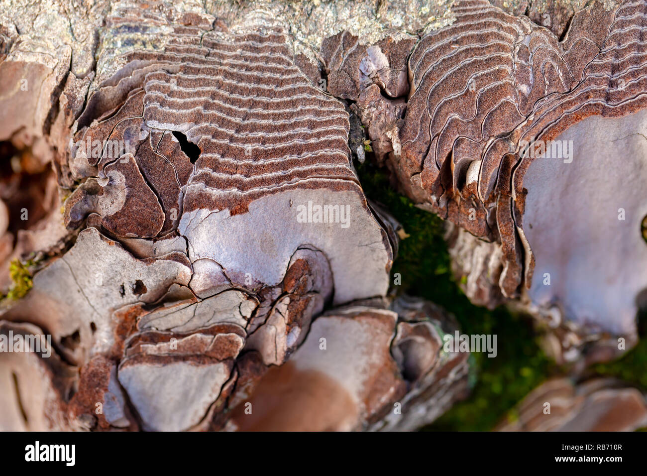 Colore fotografia macro di un taglio fresco mature pine trees sezione di corteccia di strati. Foto Stock