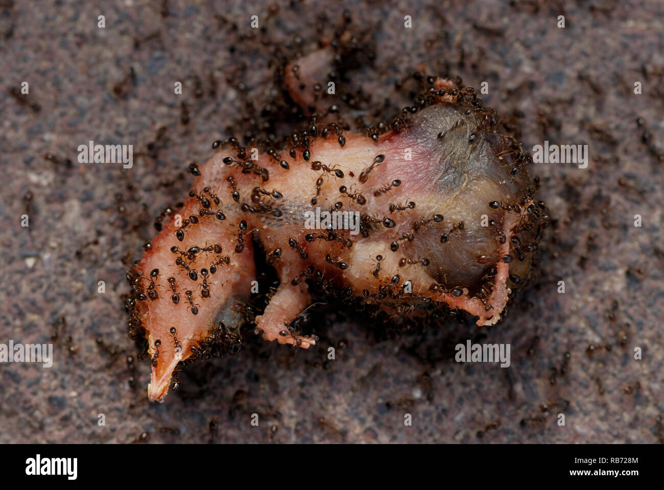 Le formiche mangiare un pulcino che è sceso dal suo nido Foto Stock