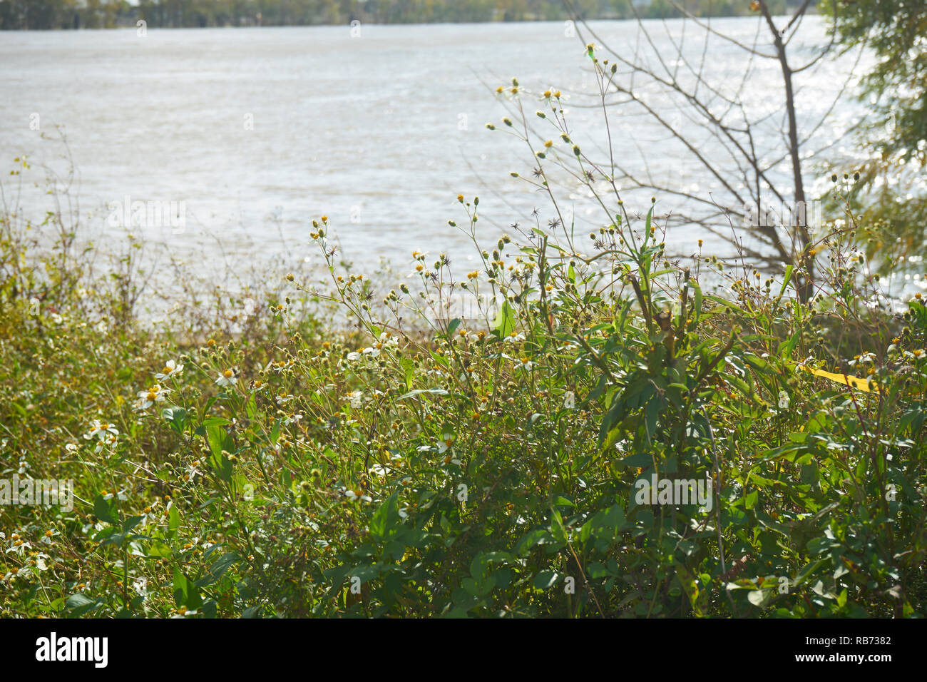 Fiori ed erba lungo il fiume Mississippi. Foto Stock