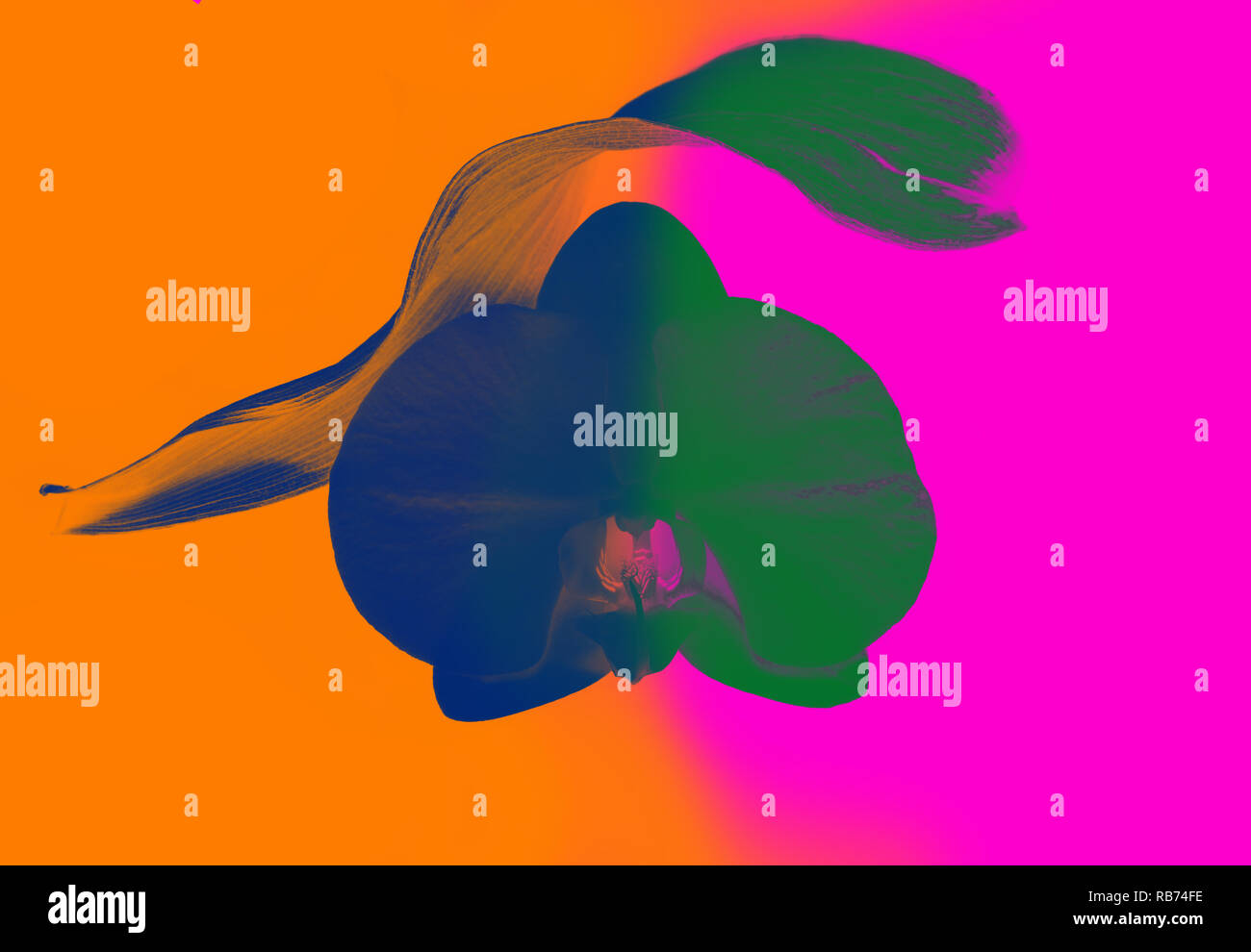 Multicolor blu e verde orchidea futiristic su Orange e sfondo rosa Foto Stock