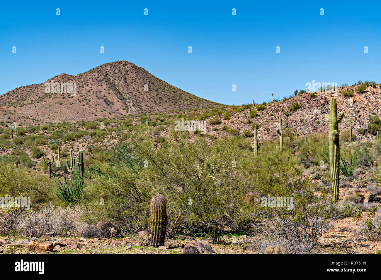 Deserto di Sonora Vista con cactus Foto Stock