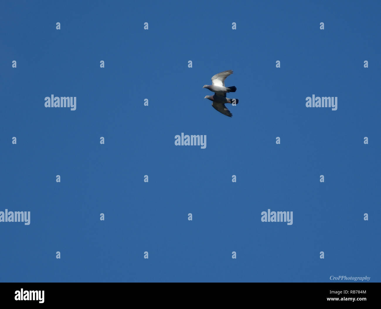 Piccioni in volo contro il cielo blu Foto Stock