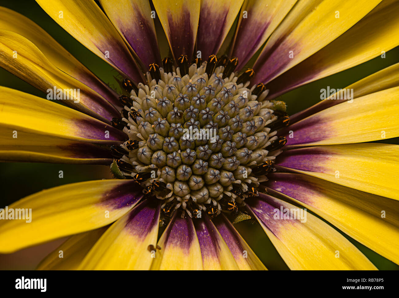 Gerbera gialla daisy centro viola, viola il petalo Foto Stock