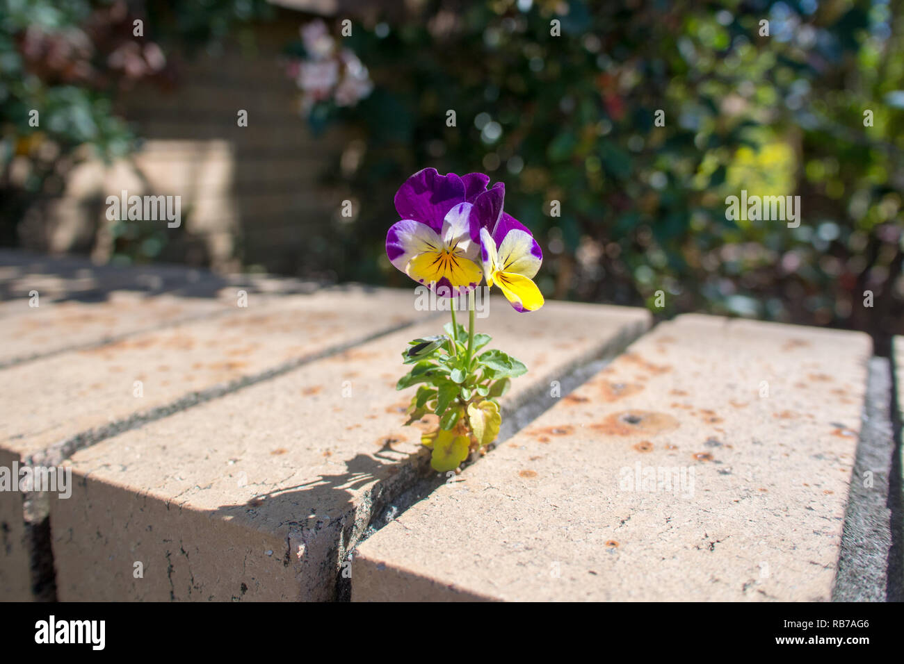 Viola bianco giallo Pansy pianta crescono fuori di mattoni e malta close up Foto Stock