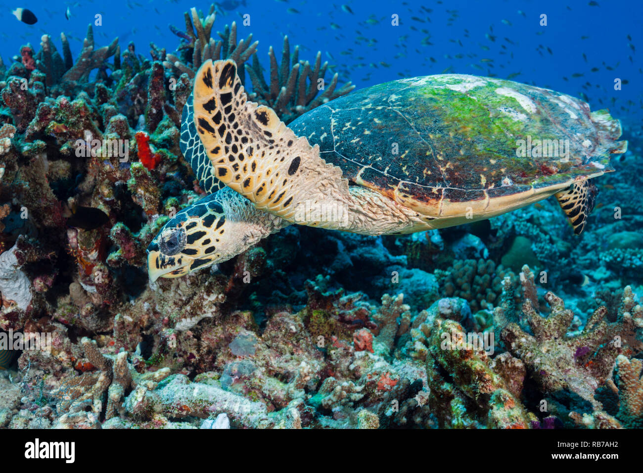 Hawksbill Tartarughe Marine, Eretmochelys imbricata, Oceano Indiano, Maldive Foto Stock