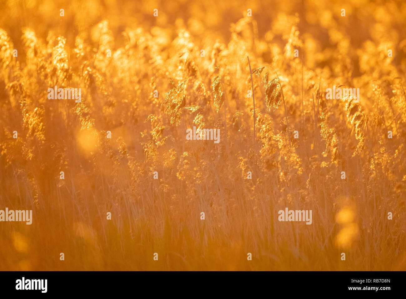 Canna di palude (Phragmites australis) retroilluminato al tramonto. Lubana complesso di zone umide. La lettonia. Foto Stock