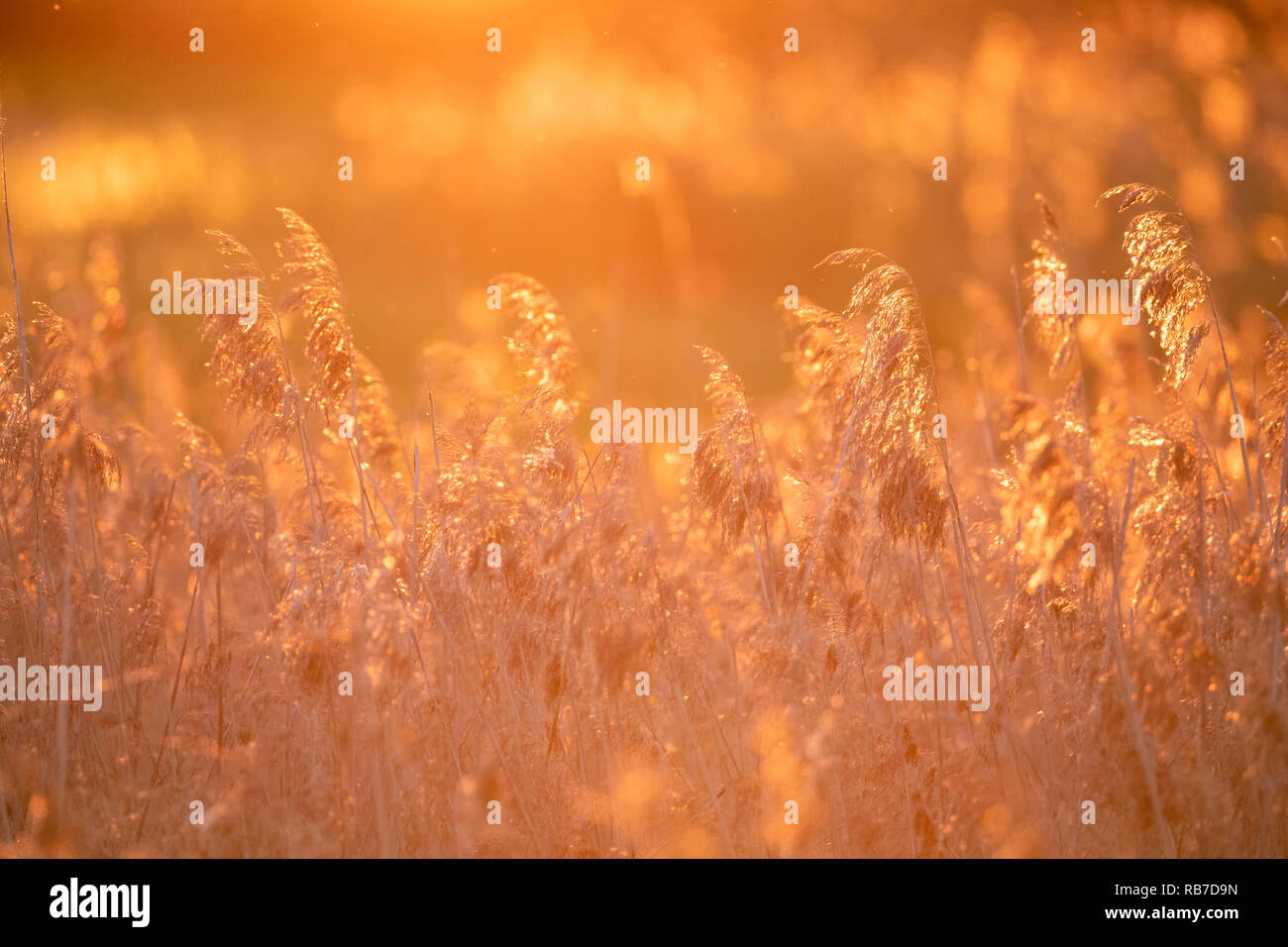 Canna di palude (Phragmites australis) retroilluminato al tramonto. Lubana complesso di zone umide. La lettonia. Foto Stock