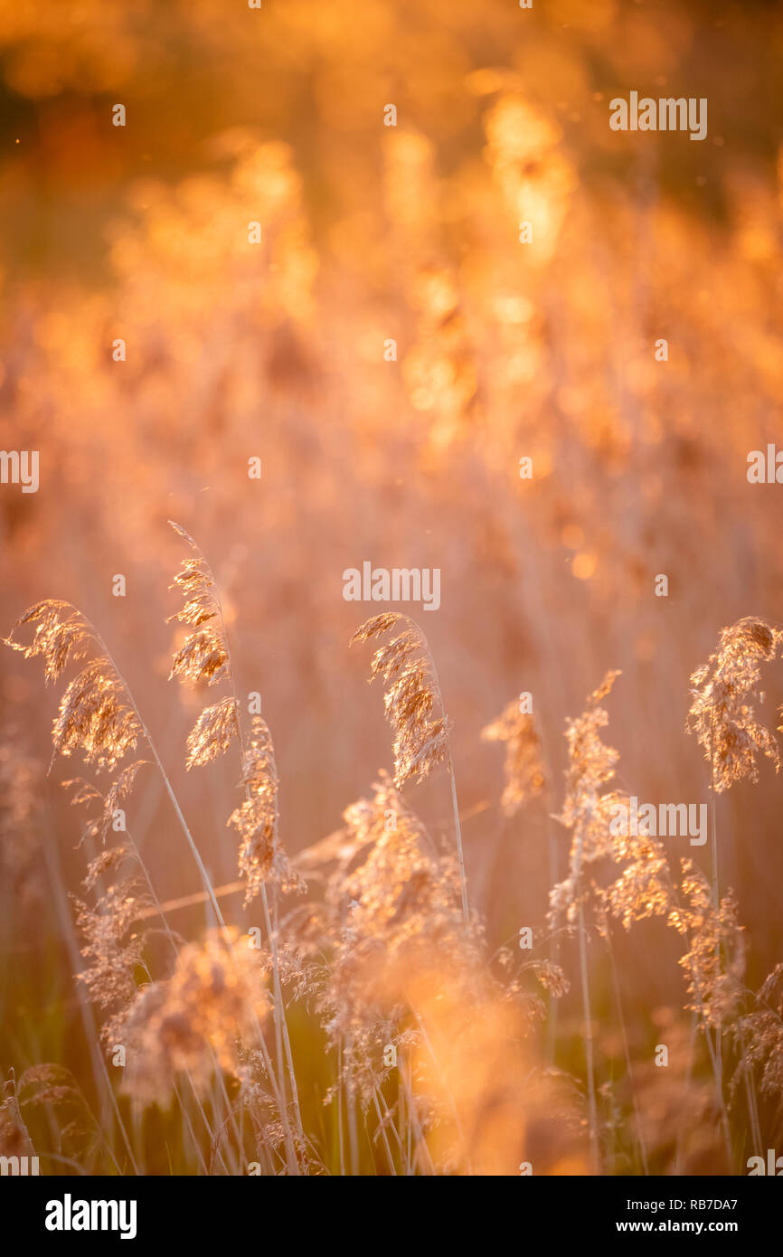 Canna di palude (Phragmites australis) retroilluminato al tramonto. Lubana complesso di zone umide. La lettonia. Foto Stock
