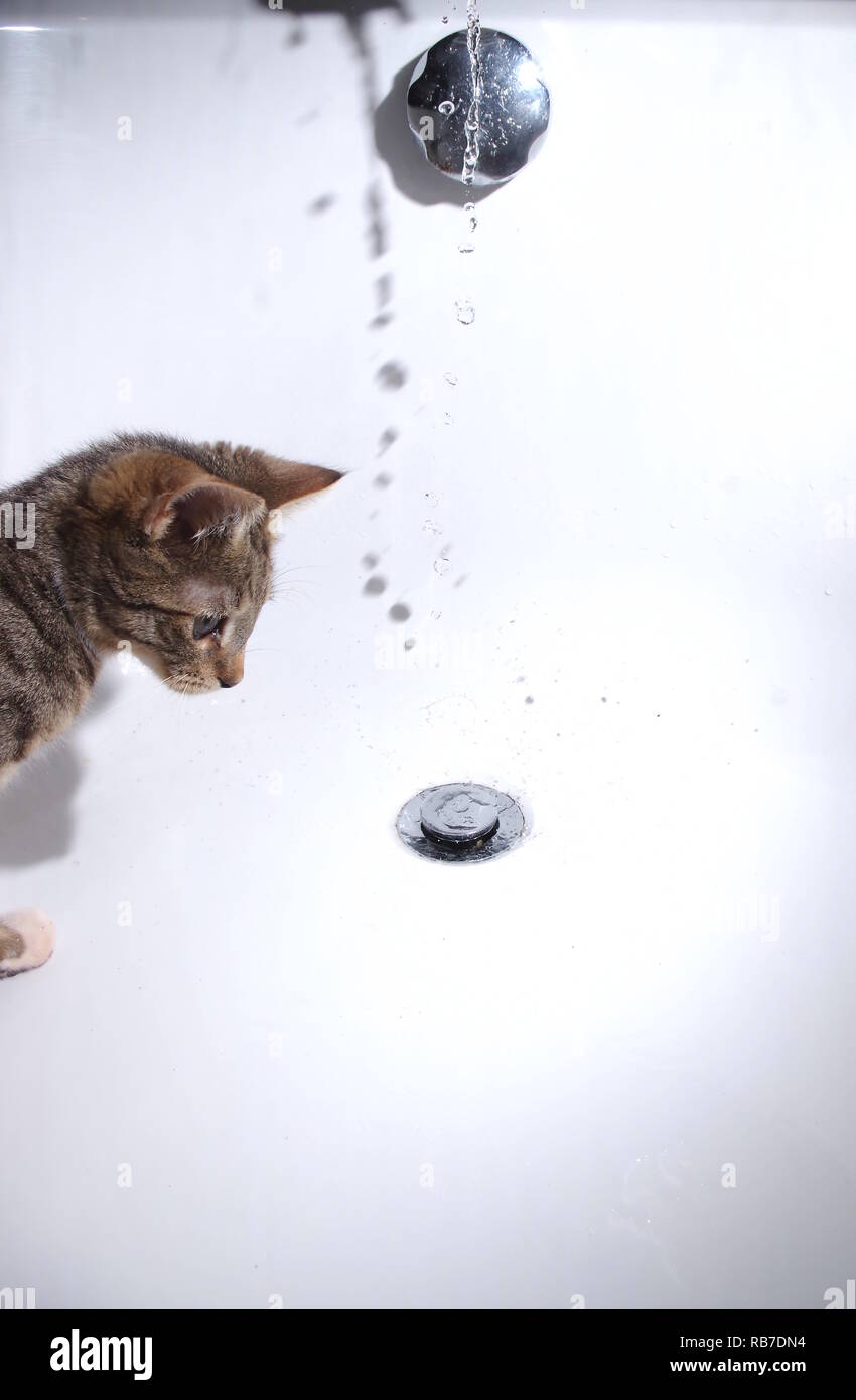 Kitten guardando l'acqua dal rubinetto Foto Stock