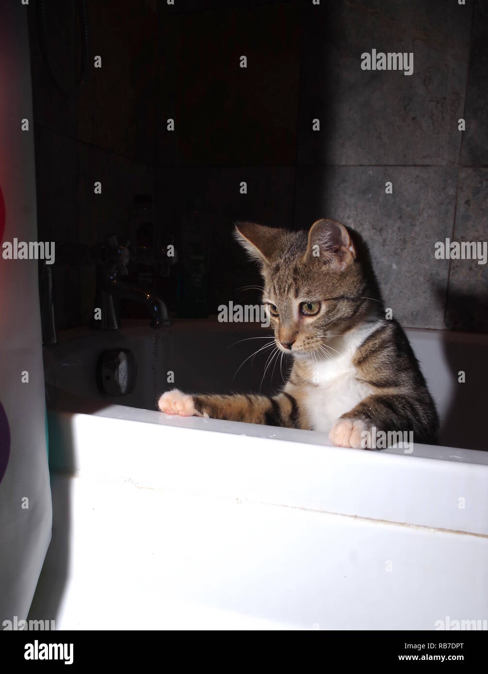 Gattino nella vasca da bagno Foto Stock