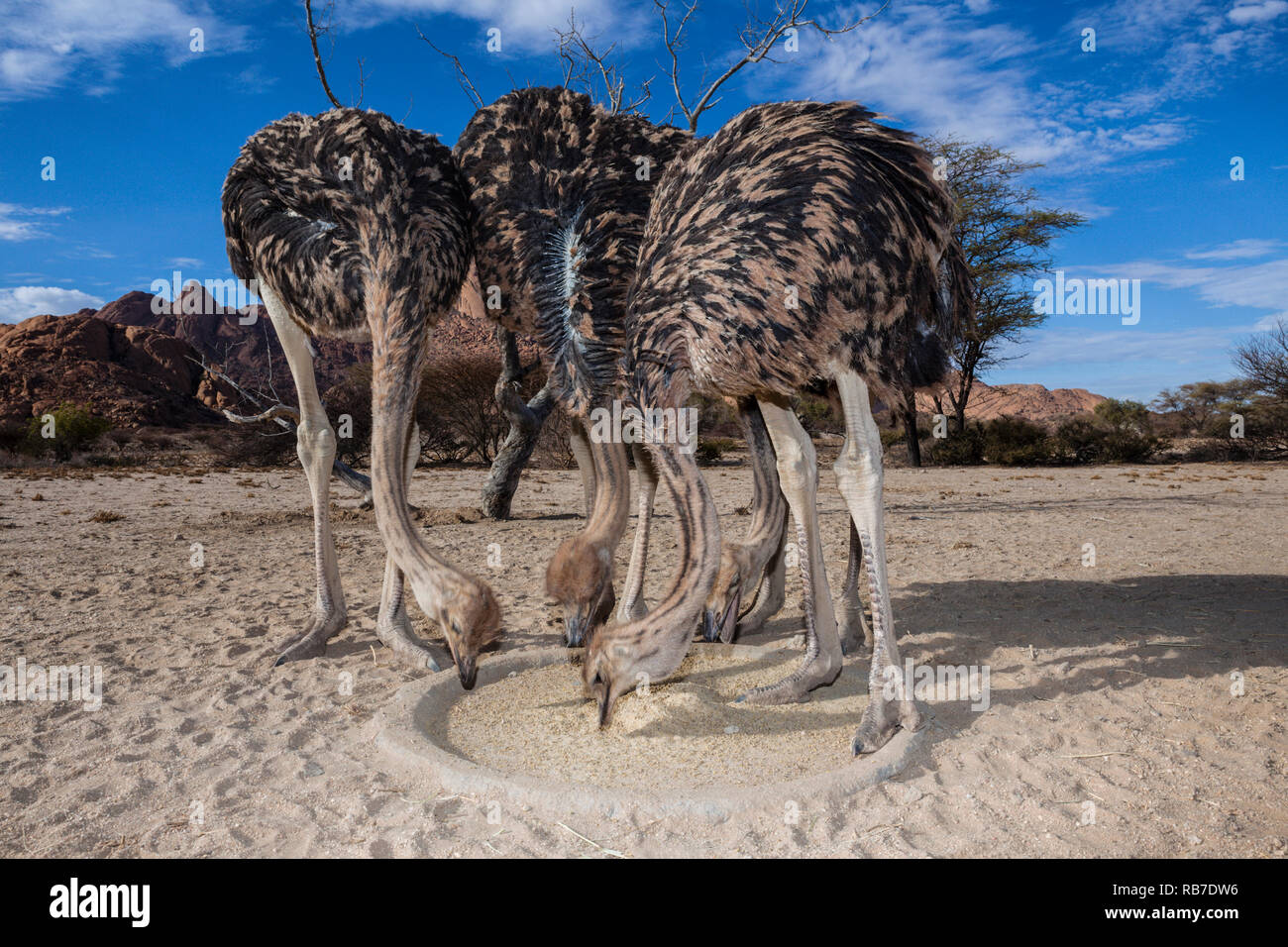 Struzzo Sudafricano, Struthio camelus australis, Spitzkoppe, Namibia Foto Stock