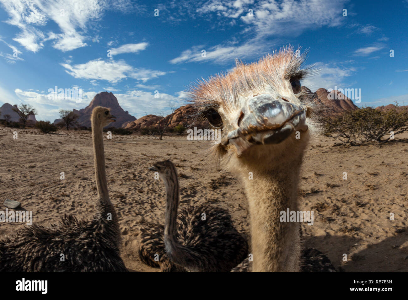 Struzzo Sudafricano, Struthio camelus australis, Spitzkoppe, Namibia Foto Stock