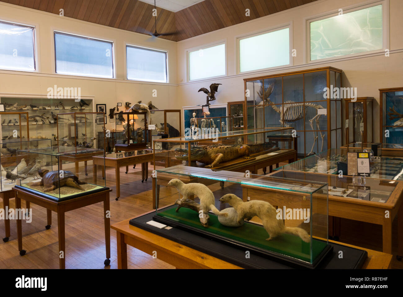 Libby Museum Wolfeboro New Hamphire Foto Stock