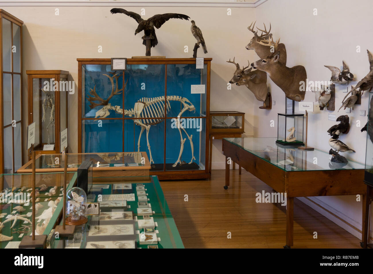 Libby Museum Wolfeboro New Hamphire Foto Stock