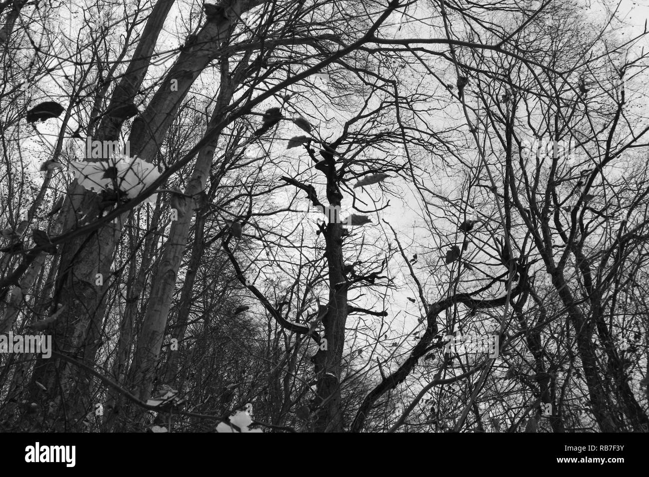 Percorso di foresta in B&W, inverno, alberi e uscire da luogo, nessun popolo appena la natura Foto Stock
