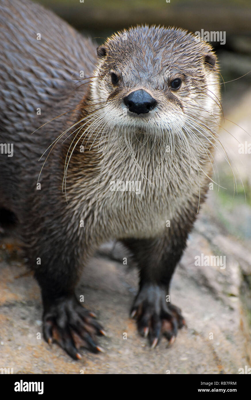 Lontra del fiume Nord America, lontra del fiume settentrionale, Nordamerikanischer Fischotter, Lutra canadensis, kanadai vidra, észak-amerikai vidra Foto Stock