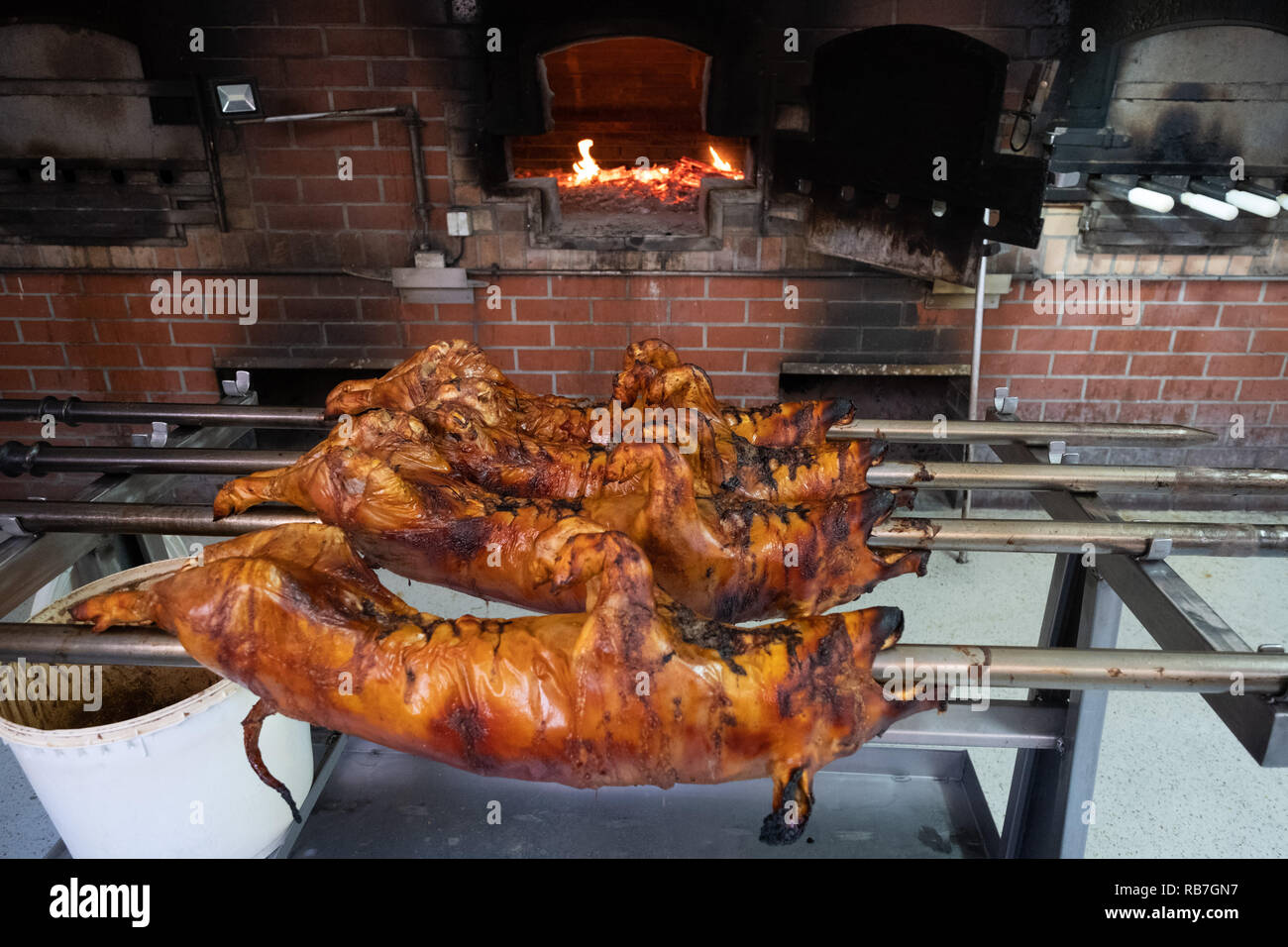 Maialini arrosto su sputa in Portoghese tradizionale regione di Bairrada, Mealhada, Portogallo Foto Stock