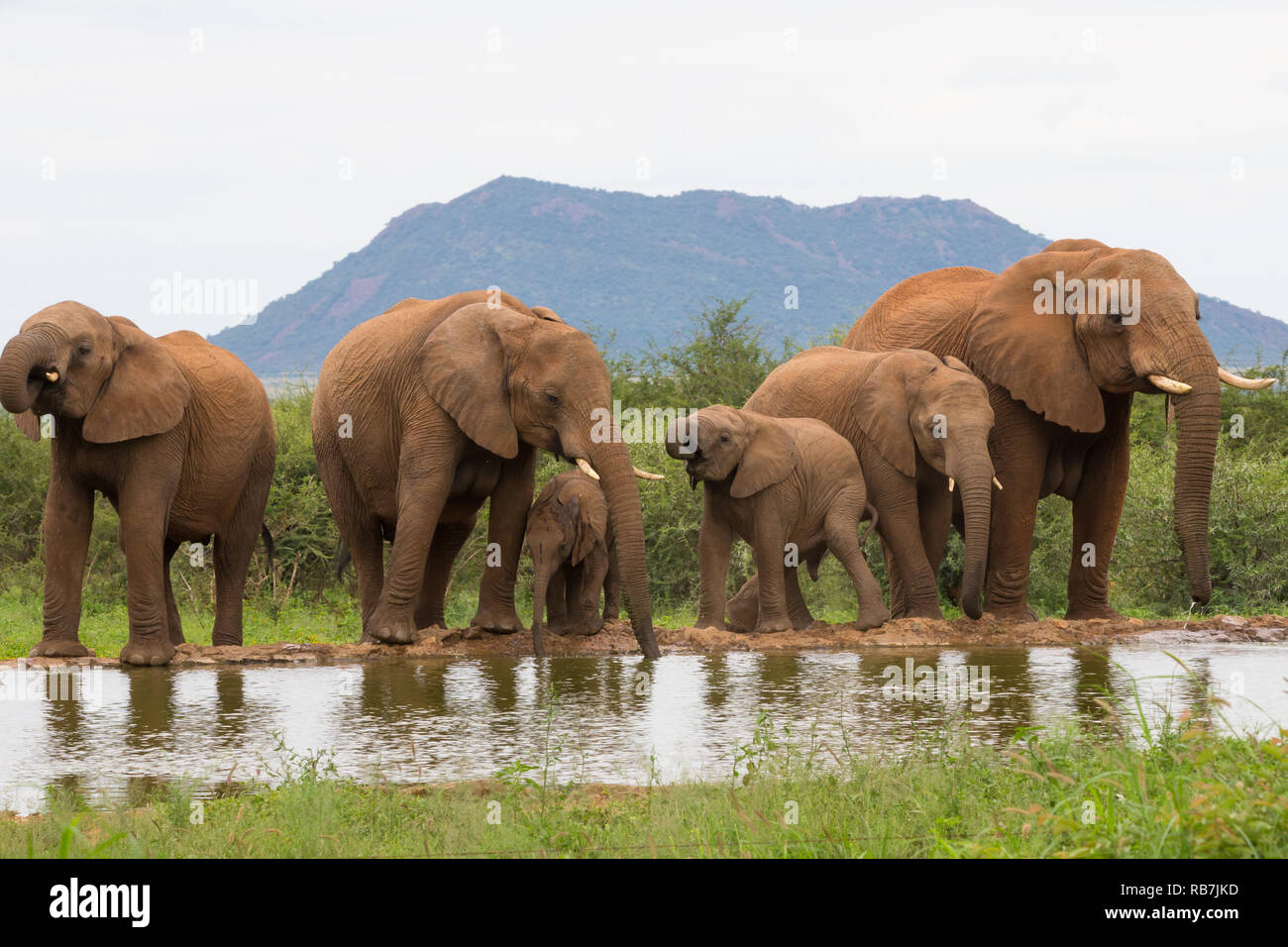 Una mandria di elefanti o famiglia di elefanti di bere in corrispondenza di un foro per l'acqua di irrigazione o foro nel selvaggio a Madikwe Game Reserve in Sud Africa e Africa Foto Stock