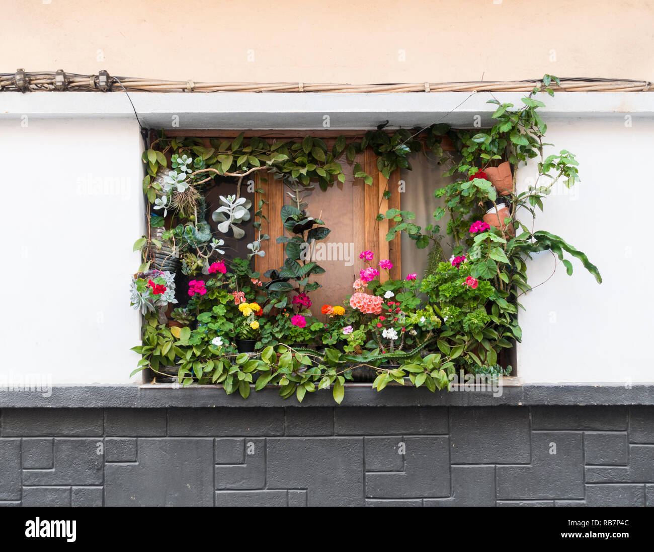Finestra giardino. Piante colorate attorno al finestrino di un appartamento in una strada della citta'. Foto Stock