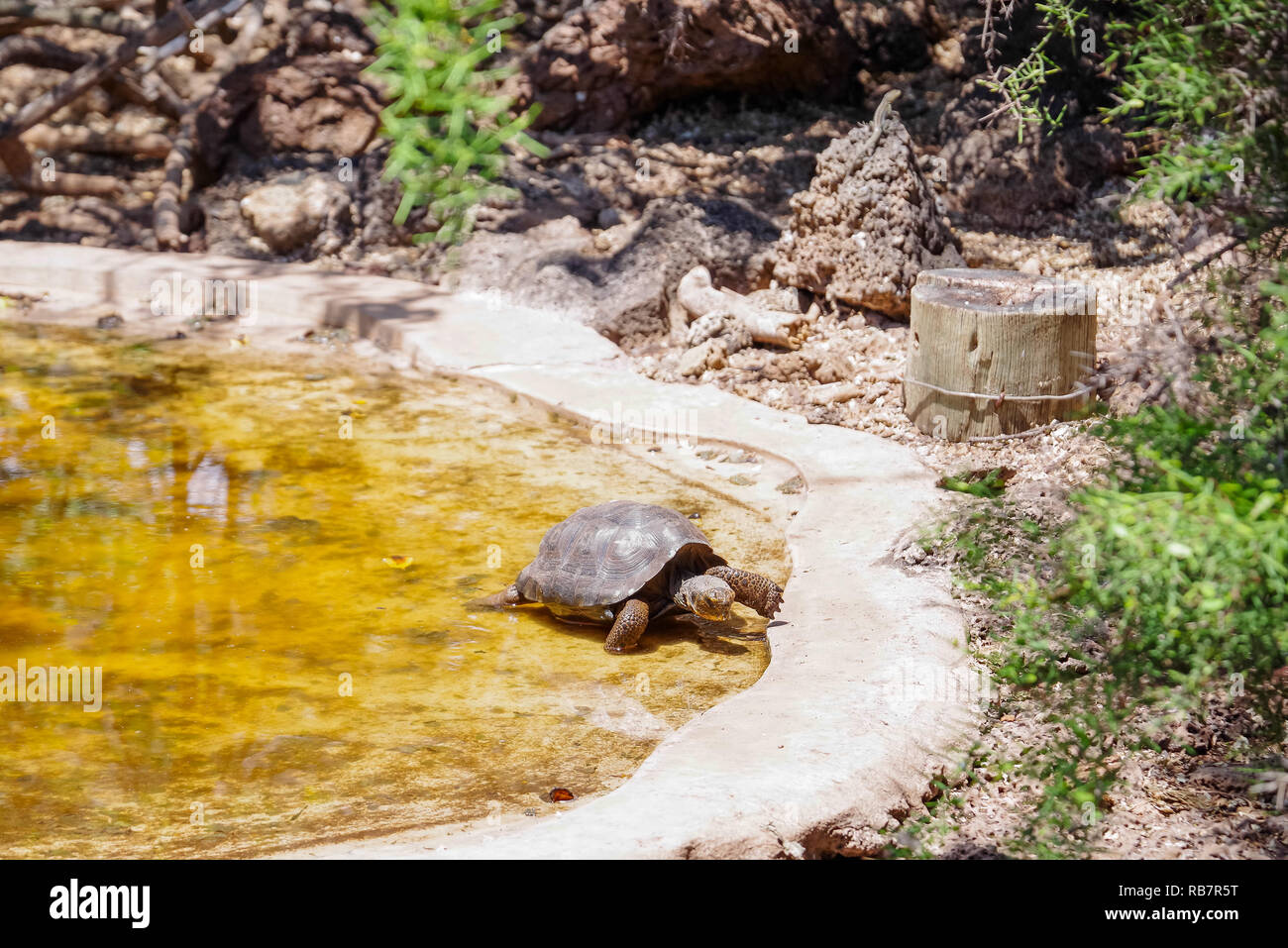 Al di sopra di vista di poco la tartaruga gigante Chelonoidis nigra in un laghetto artificiale in Isole Galapagos, Ecuador Foto Stock