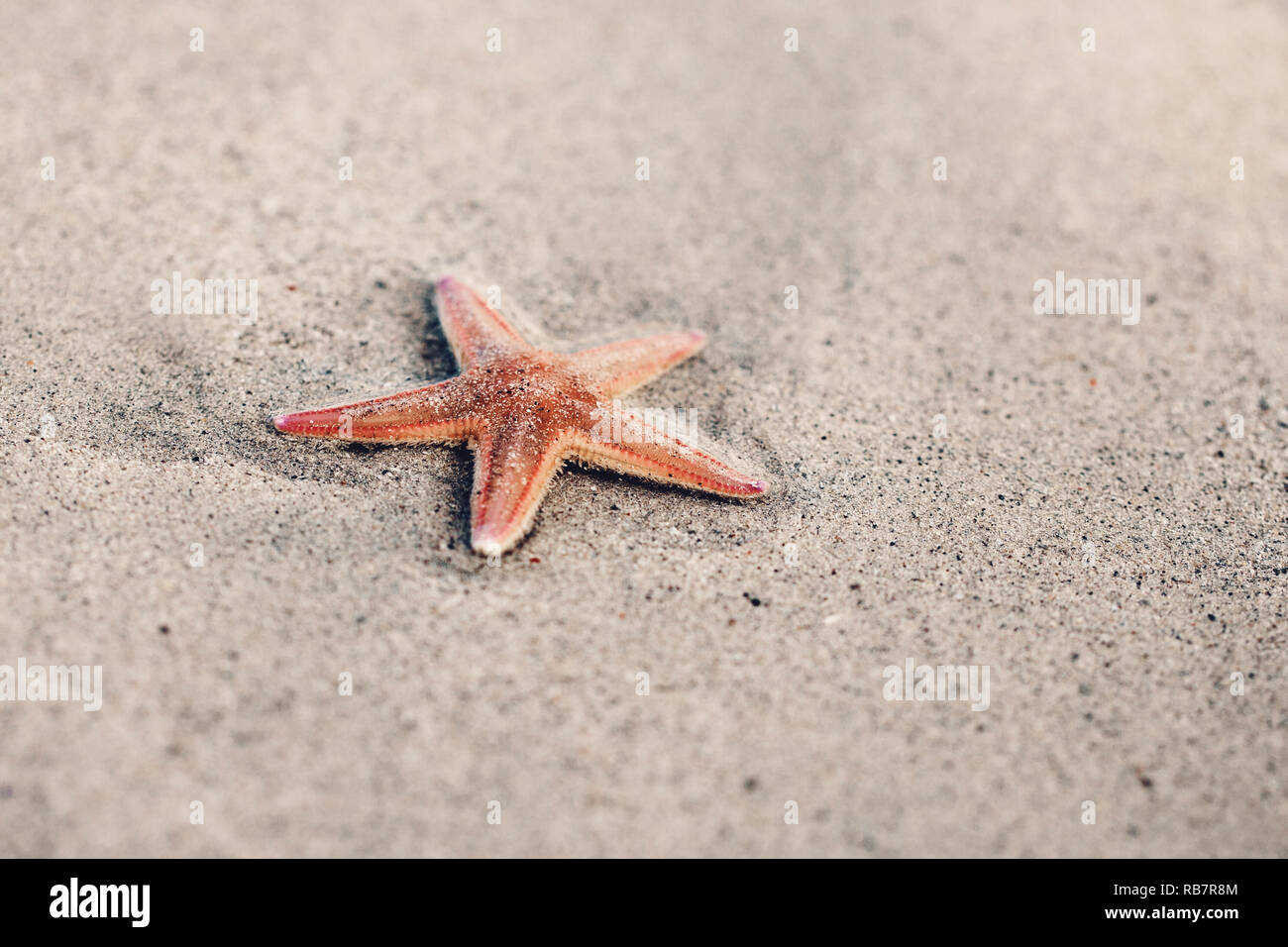 Una stella di mare sulla spiaggia di sabbia dorata a Luksentire beach, Isle of Harris e Lewis, Scotland, Regno Unito Foto Stock