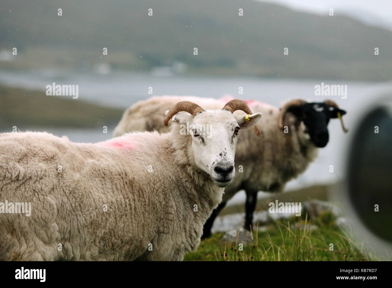 Due arieti o pecore fotografato da una finestra auto sull'Isola di Skye in Scozia, Regno Unito Foto Stock