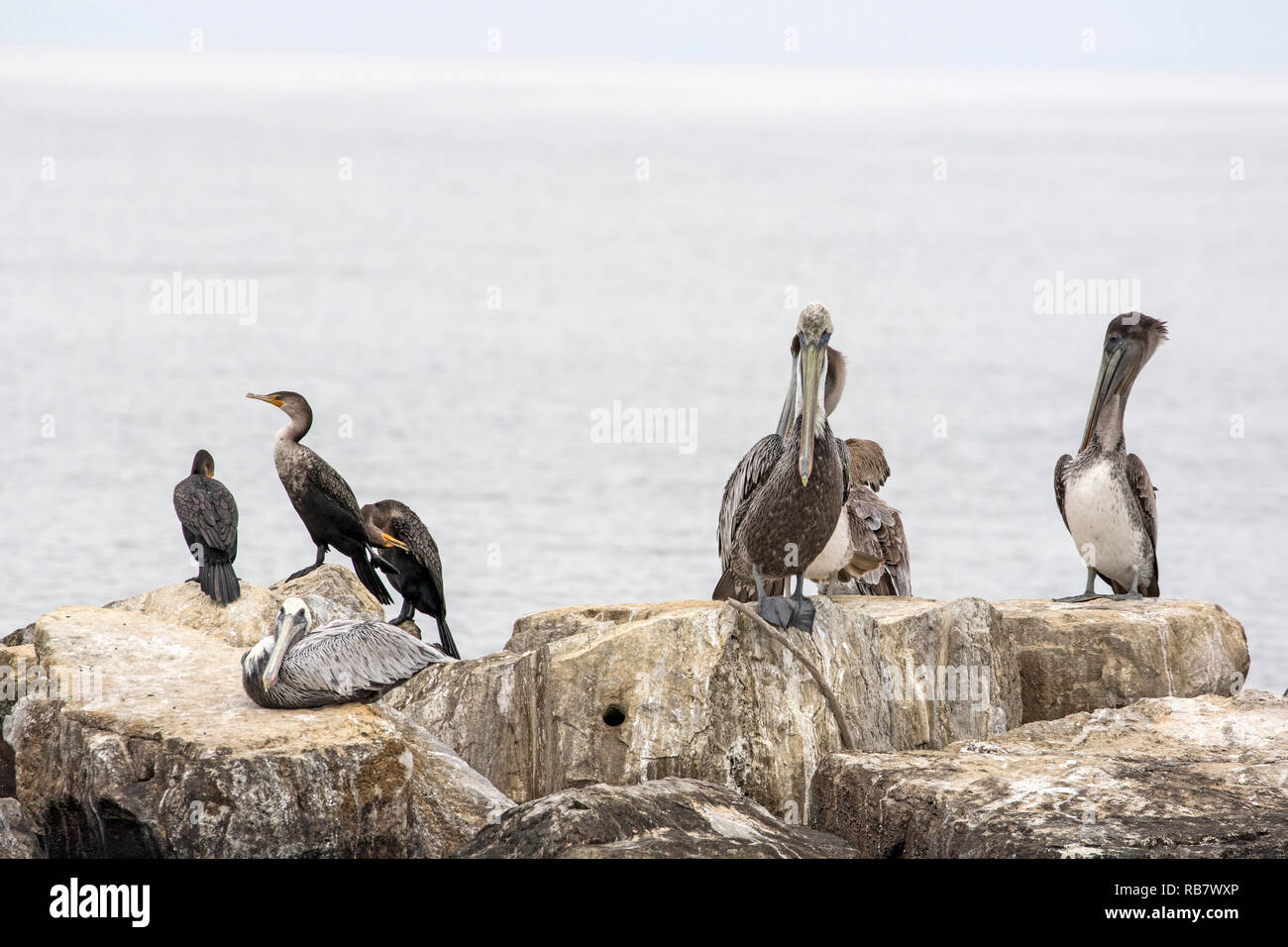 Pellicani marroni e cormorani in appoggio sulle rocce in acqua Foto Stock
