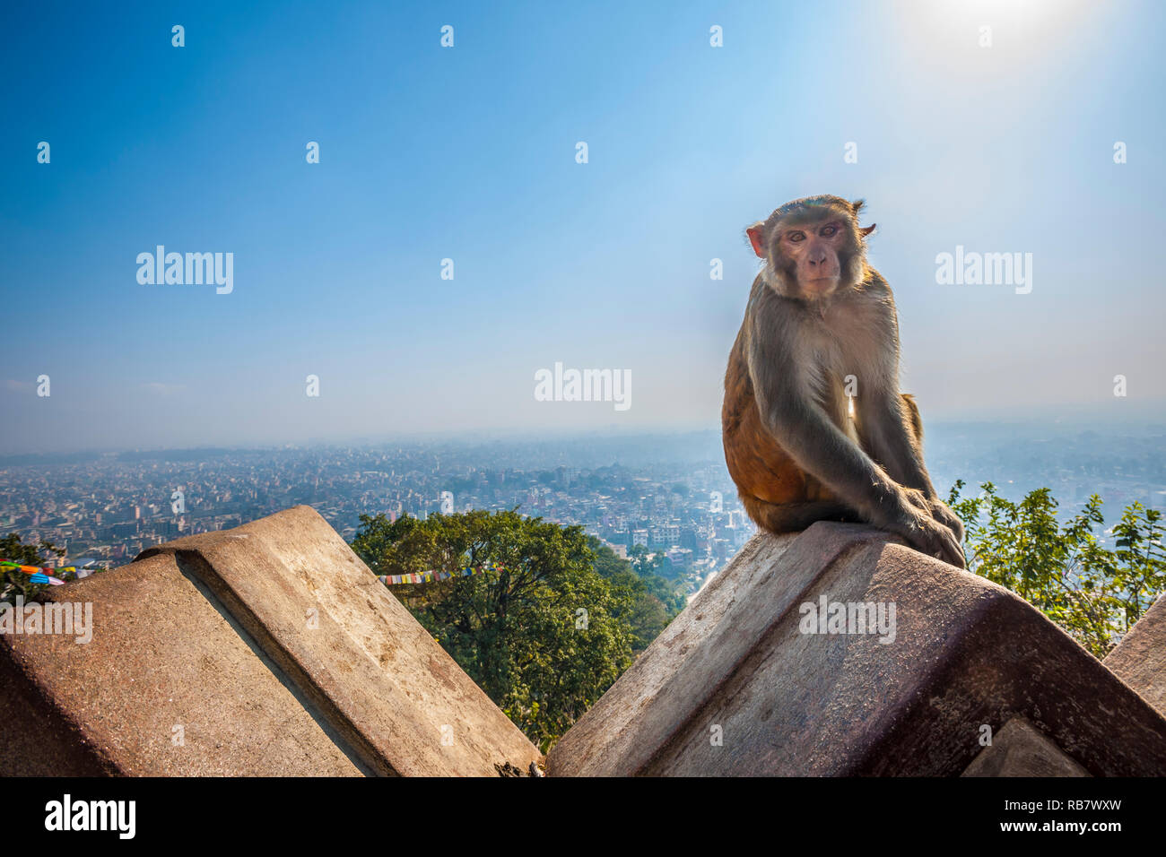 Scimmia a Swayambhunath Stupa, Kathmandu, Nepal. Foto Stock