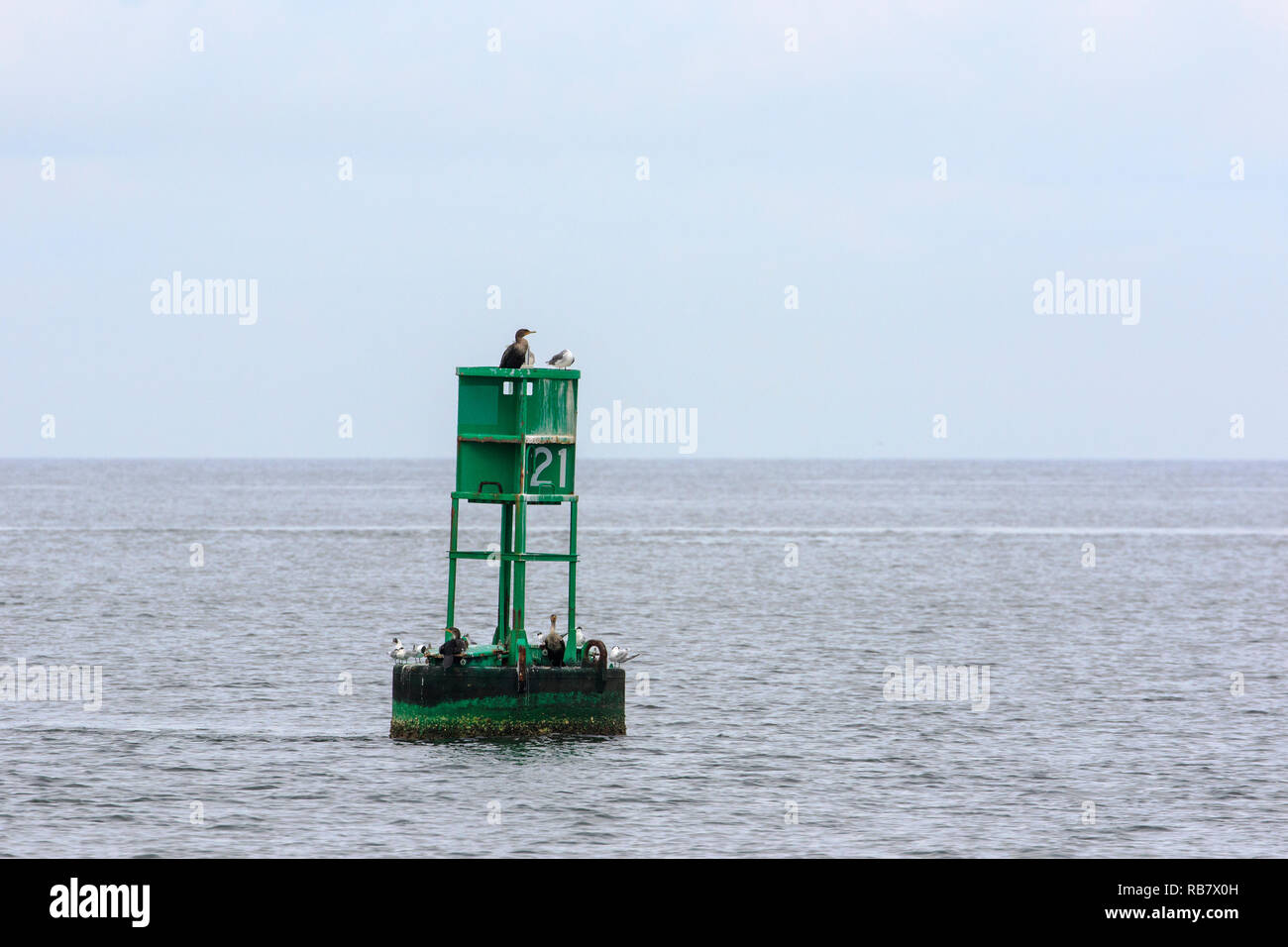 La boa nel Golfo del Messico Foto Stock