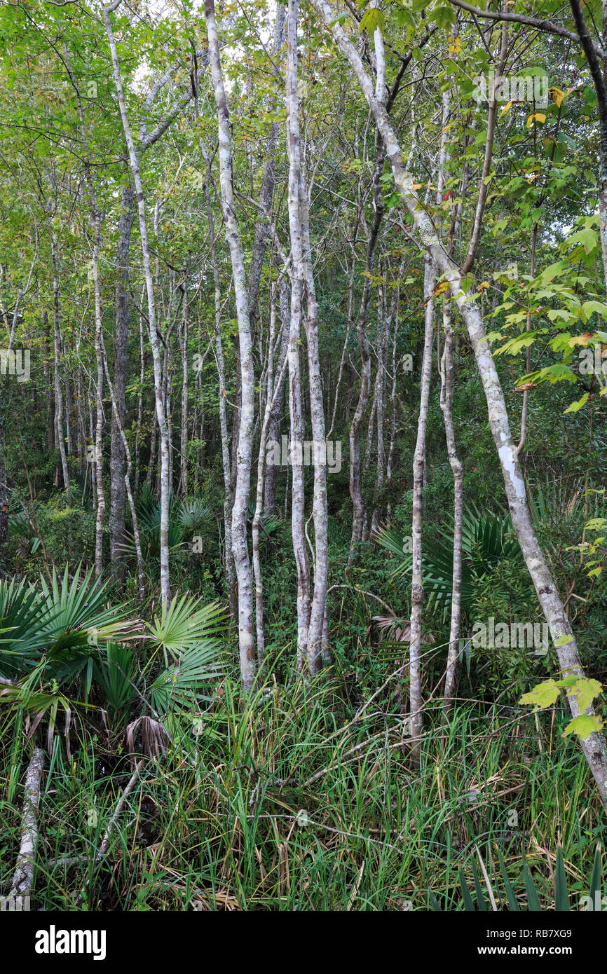 Alberi e vegetazione in Bayou Sauvage National Wildlife Refuge vicino a New Orleans, Louisiana, Foto Stock