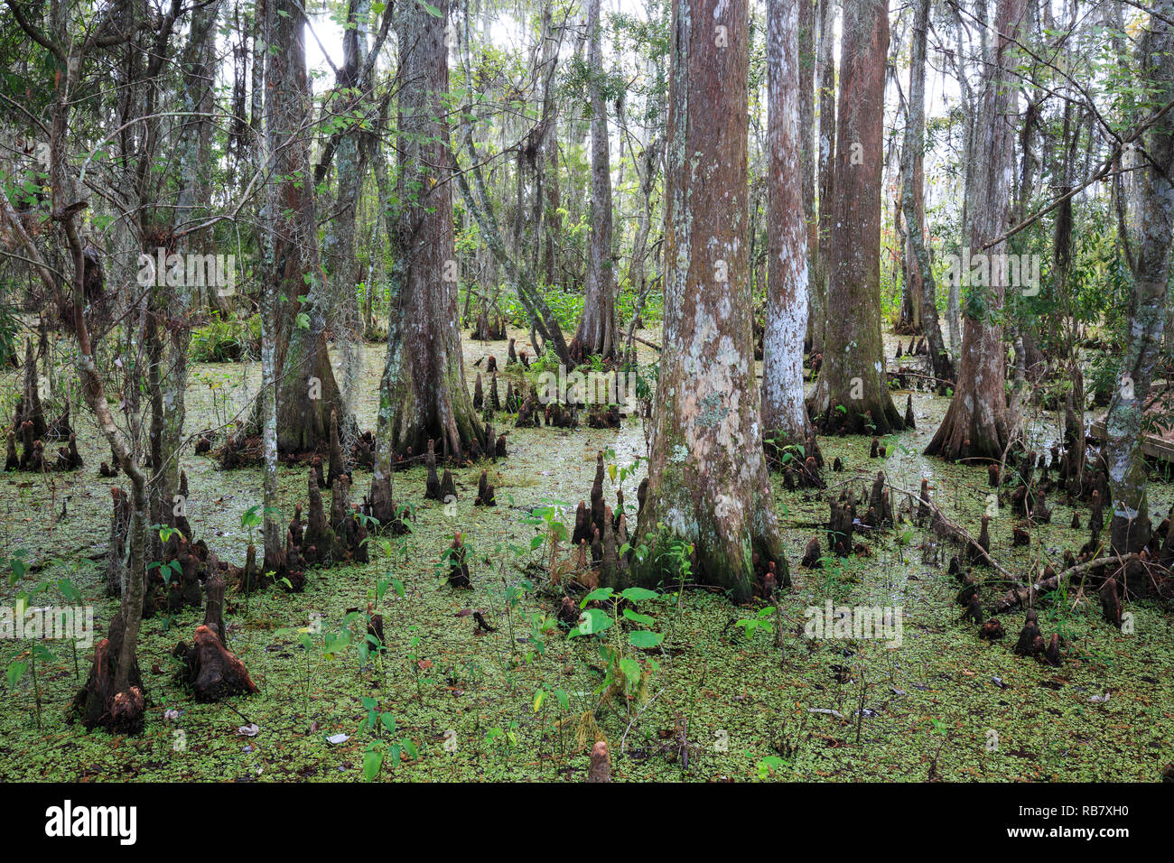 Alberi e vegetazione in Bayou Sauvage National Wildlife Refuge vicino a New Orleans, Louisiana, Foto Stock