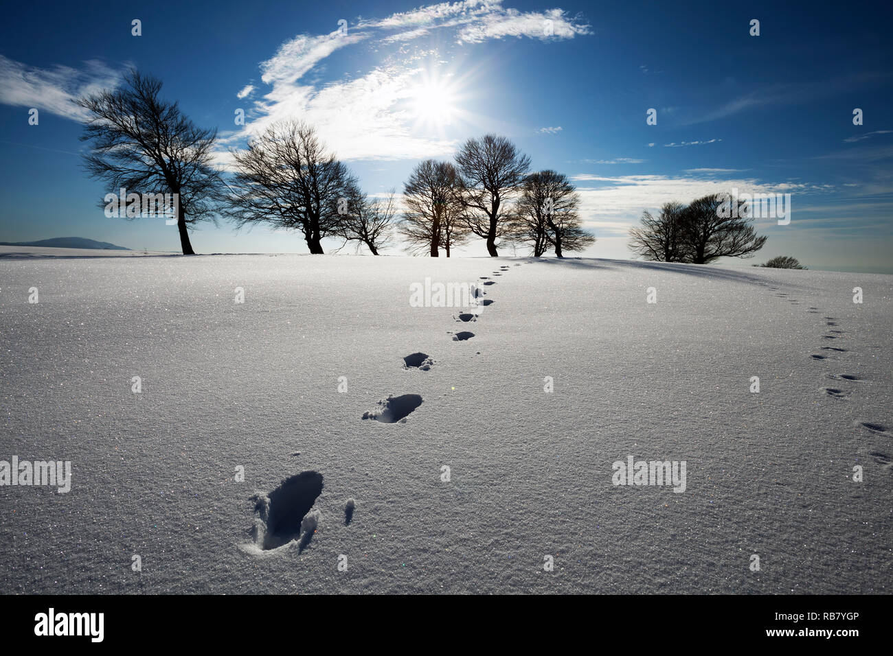 Spuren im Schnee Foto Stock