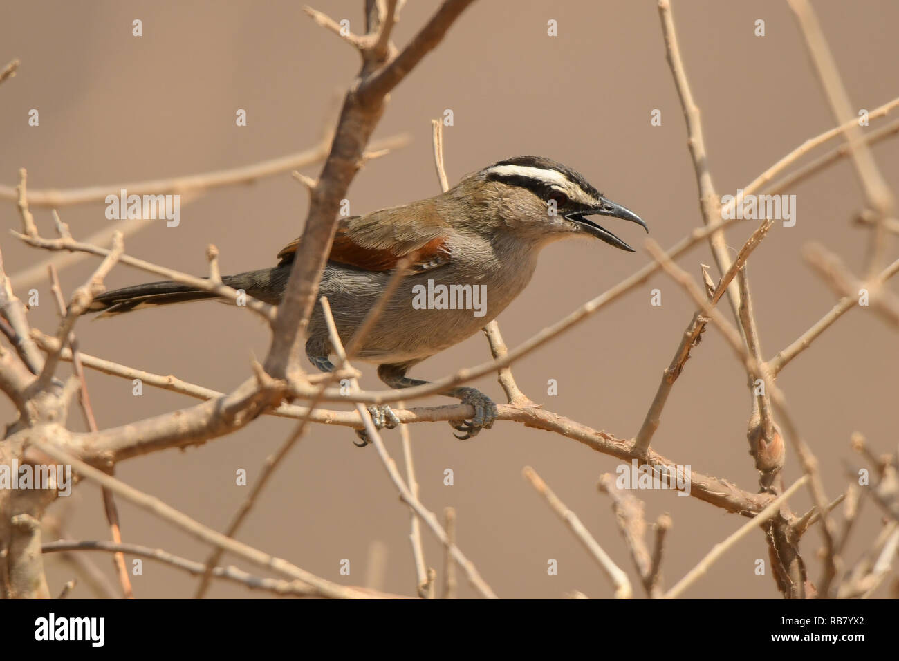 Nero-incoronato Tchagra / Tchagra senegalus Foto Stock