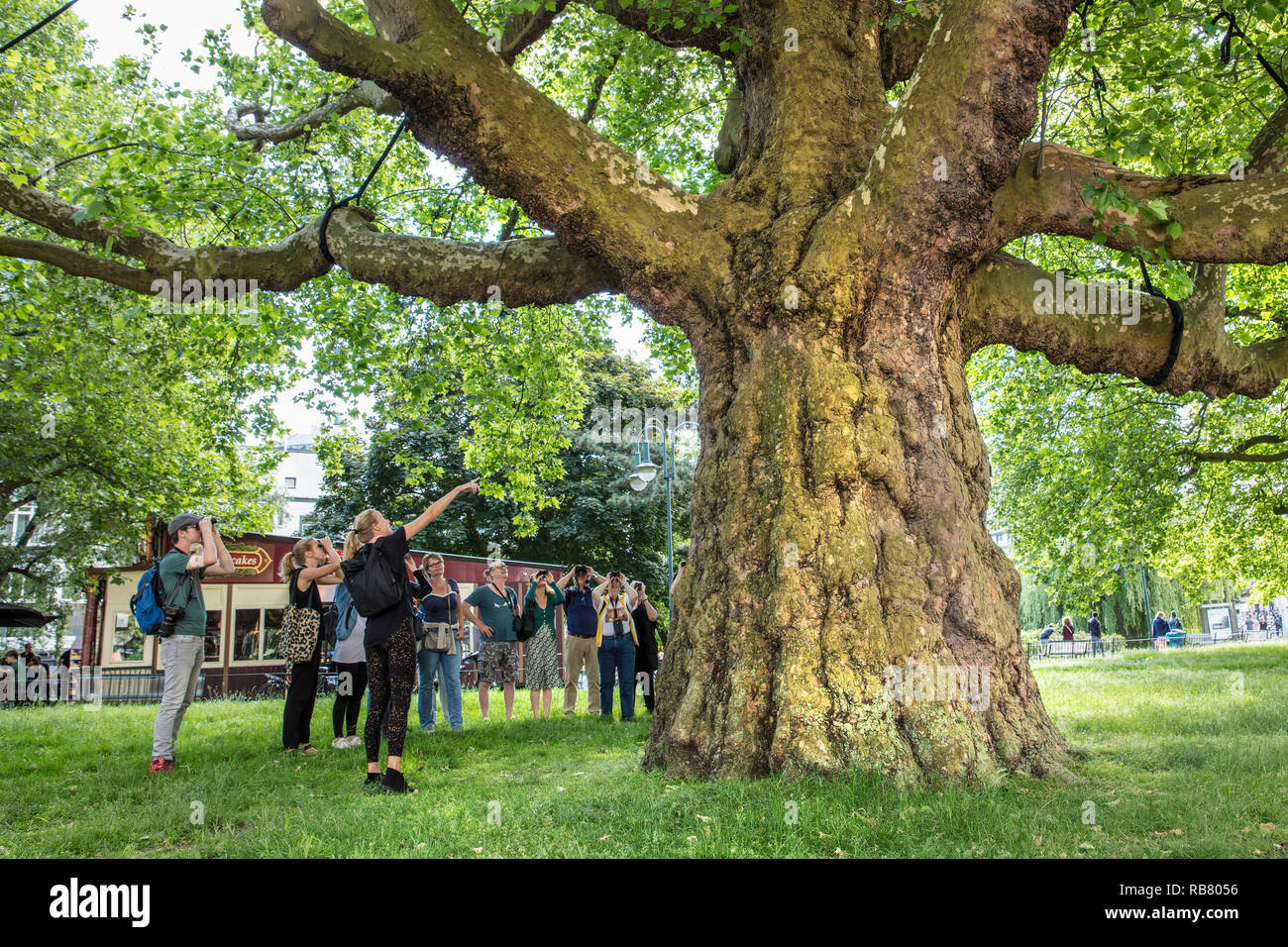 I Paesi Bassi, Amsterdam Leidse Bosje, albero piano con una circonferenza di quasi 7 metri. City Safari. Foto Stock