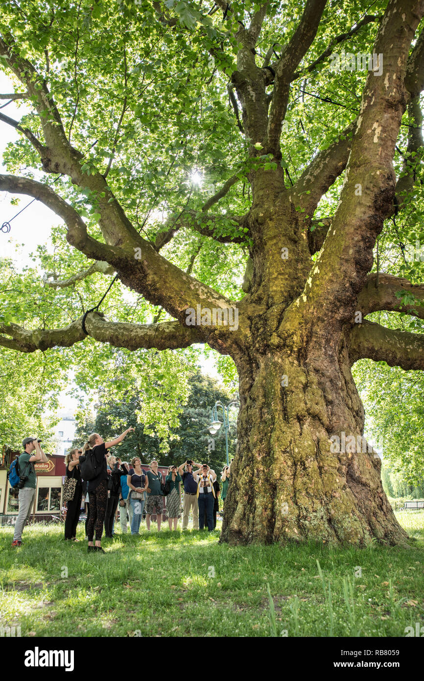 I Paesi Bassi, Amsterdam Leidse Bosje, albero piano con una circonferenza di quasi 7 metri. City Safari. Foto Stock