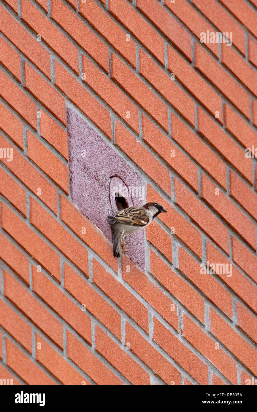 I Paesi Bassi, Amsterdam, Mattone come scatola di nido per passeri. La cosiddetta natura inclusiva edificio. Foto Stock