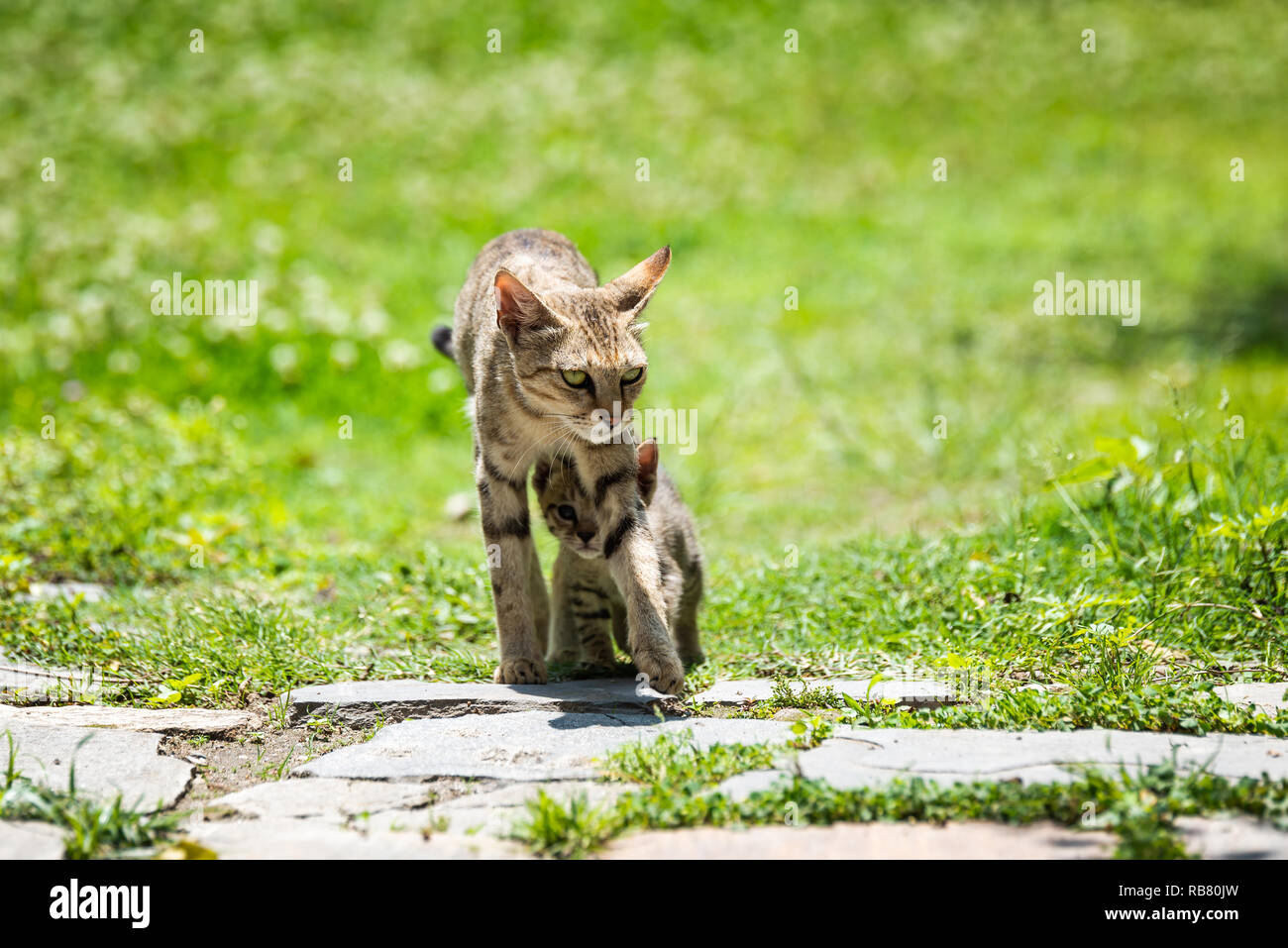 Madre gatto camminando con il suo gattino camminando sotto il suo Foto Stock