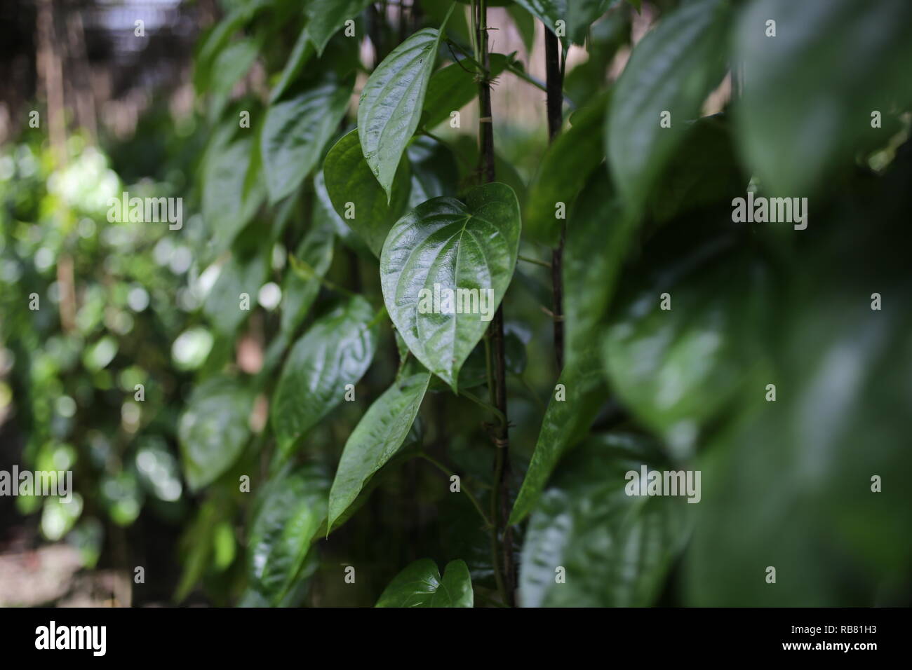 Betel leaf campo, localmente noto come Paan in Shariatpur, Bangladesh il 30 agosto 2018. Circa il 60-70% delle persone dipende dall'agricoltura come 166 milioni di persone che vivono in questo paese e circa 22 milioni di persone sono ancora vive al di sotto della soglia di povertà. © Rehman Asad / Alamy Stock Photo Foto Stock