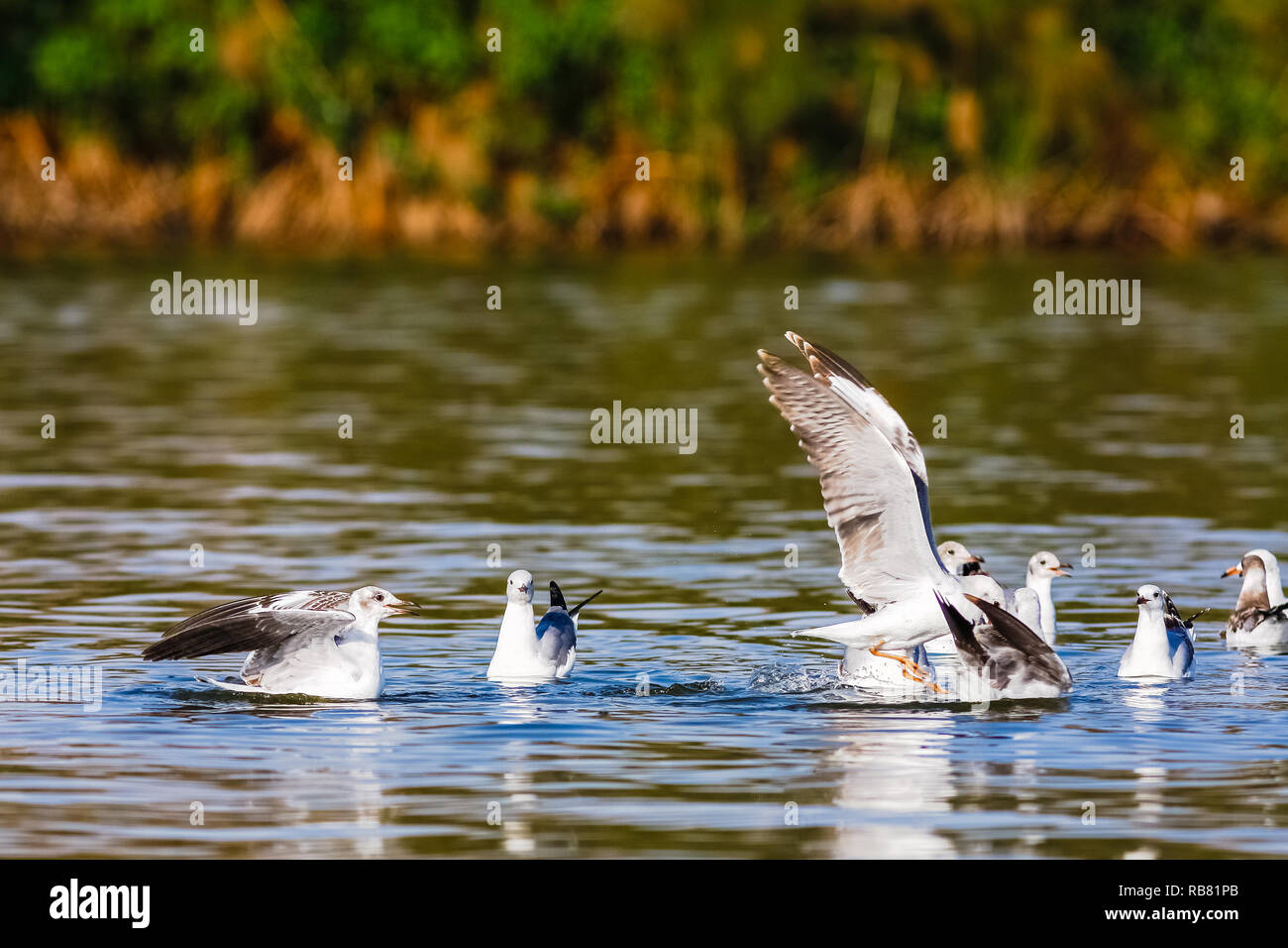 Pesce! La battaglia di gabbiani. Lago Naivasha, Kenya Foto Stock