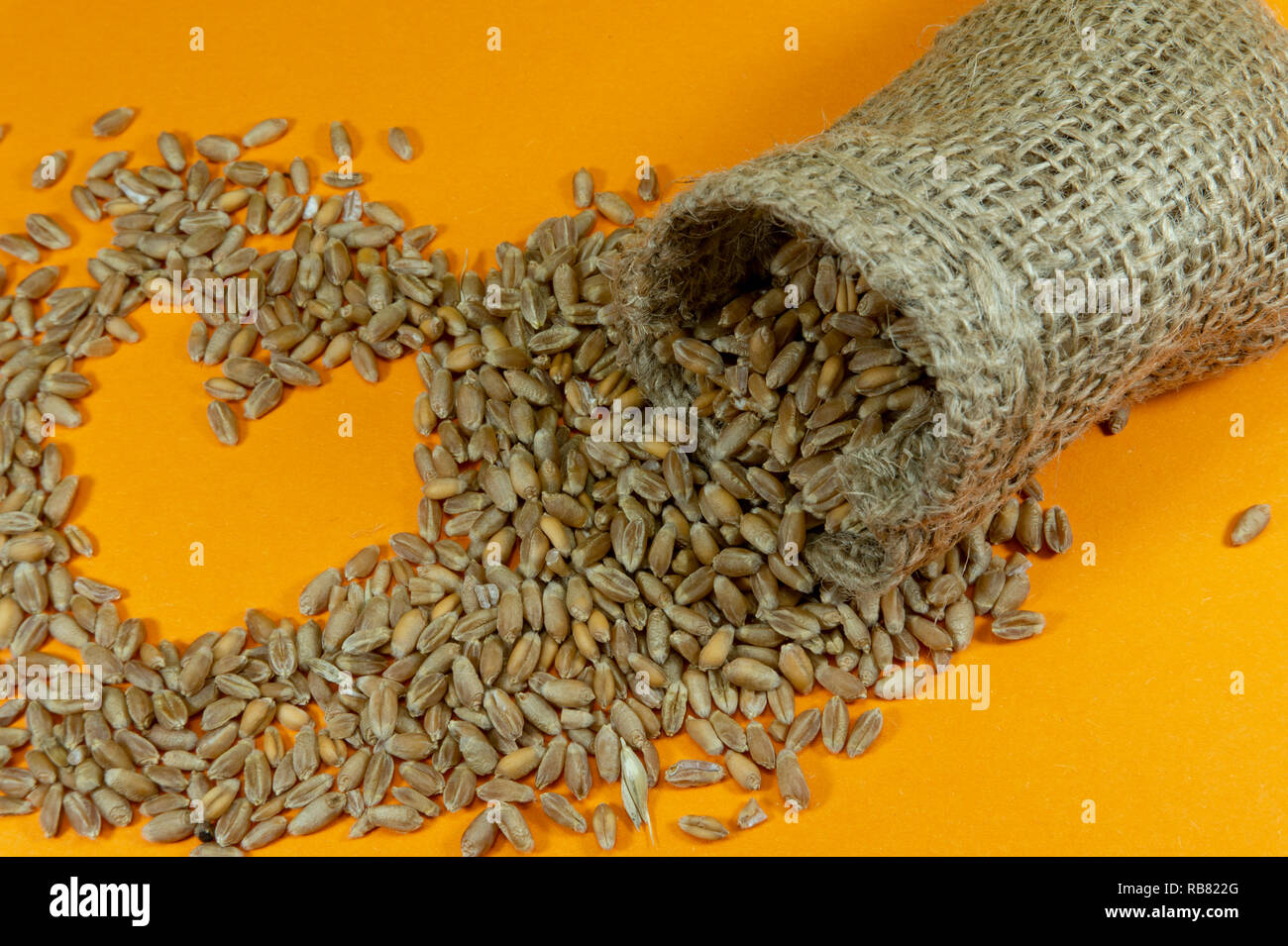 Sacco di iuta e crudo fresco semi di grano a forma di cuore rovesciato su un brillante sfondo giallo concettuale del fiocco di un nutriente cibo granella e sano Foto Stock