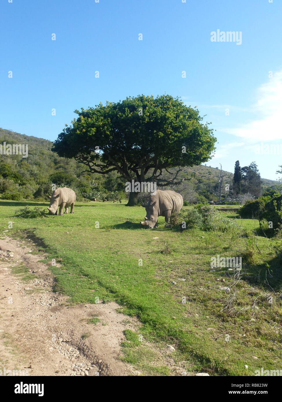 Due rinoceronti in corrispondenza di un albero in Africa Foto Stock