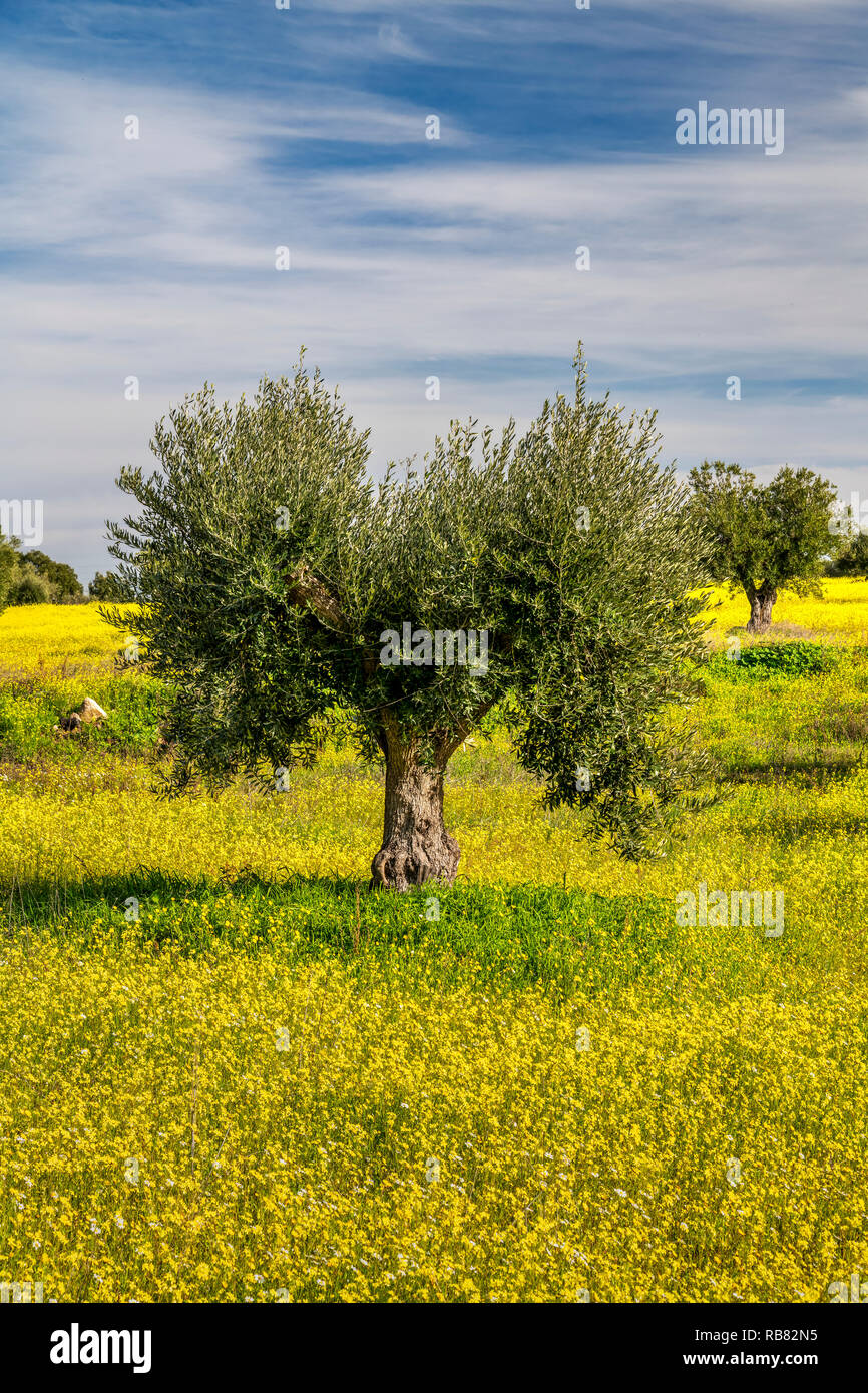 Alberi di ulivo, Alentejo, Portogallo Foto Stock