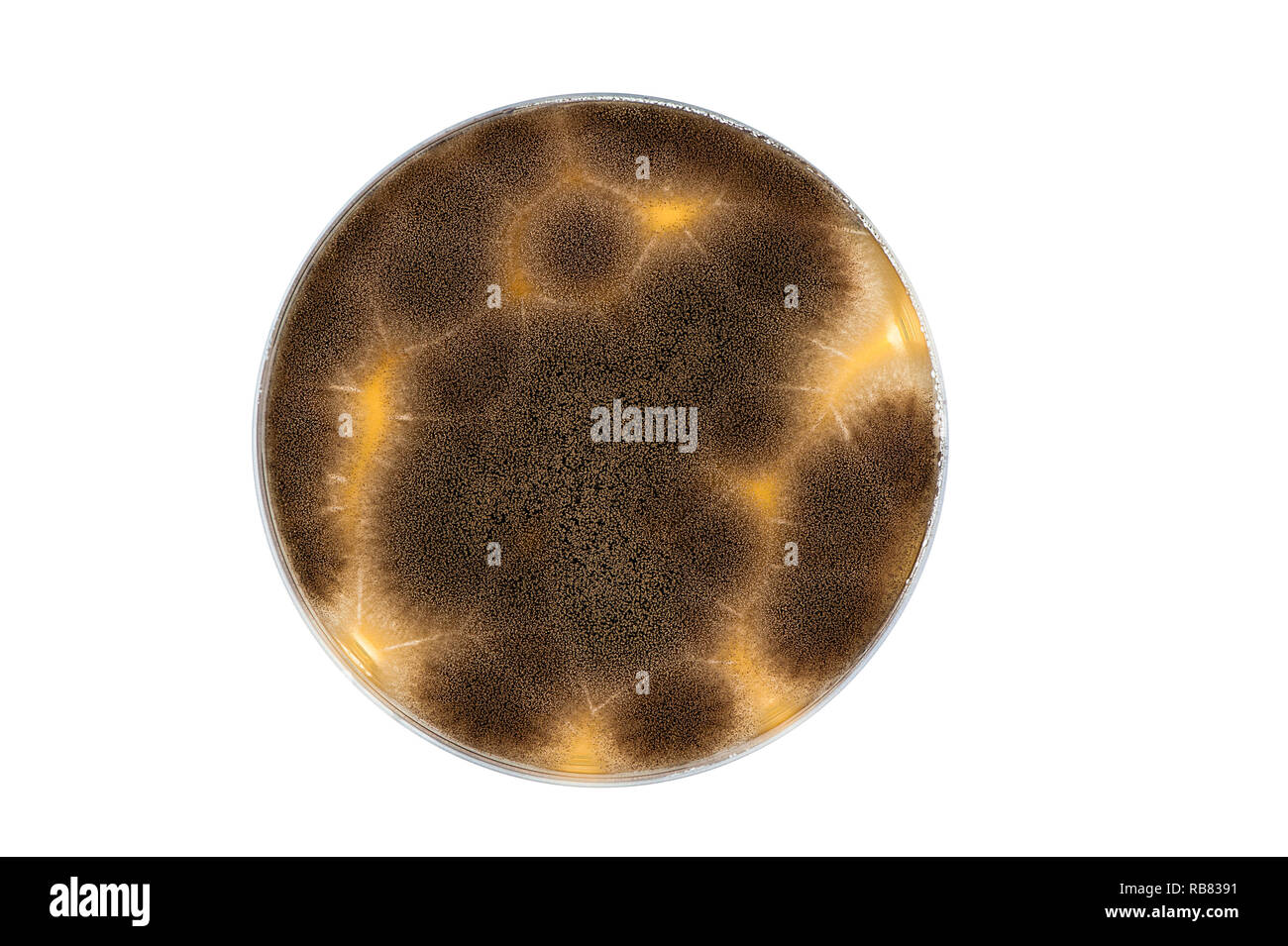 Isolato piastra petri con aspergillus niger cultura dello stampo Foto Stock