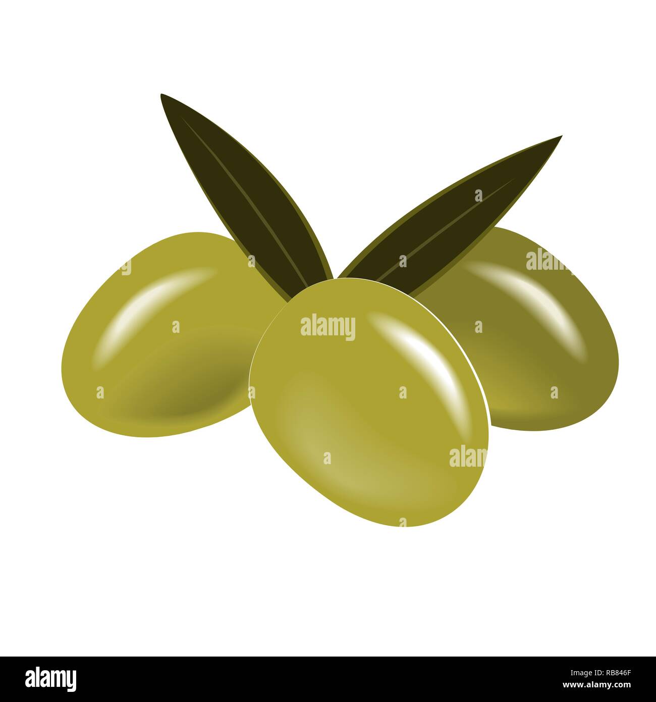 Vector Green Olive Branch con foglie isolato su bianco. Illustrazione Vettoriale