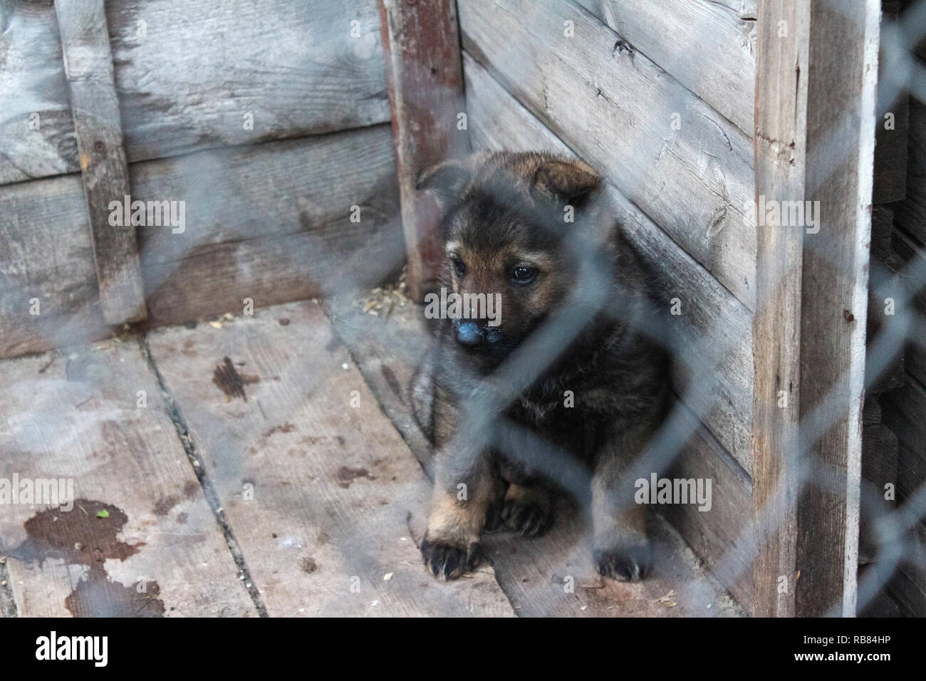 Sheepdog puppy in una gabbia Foto Stock