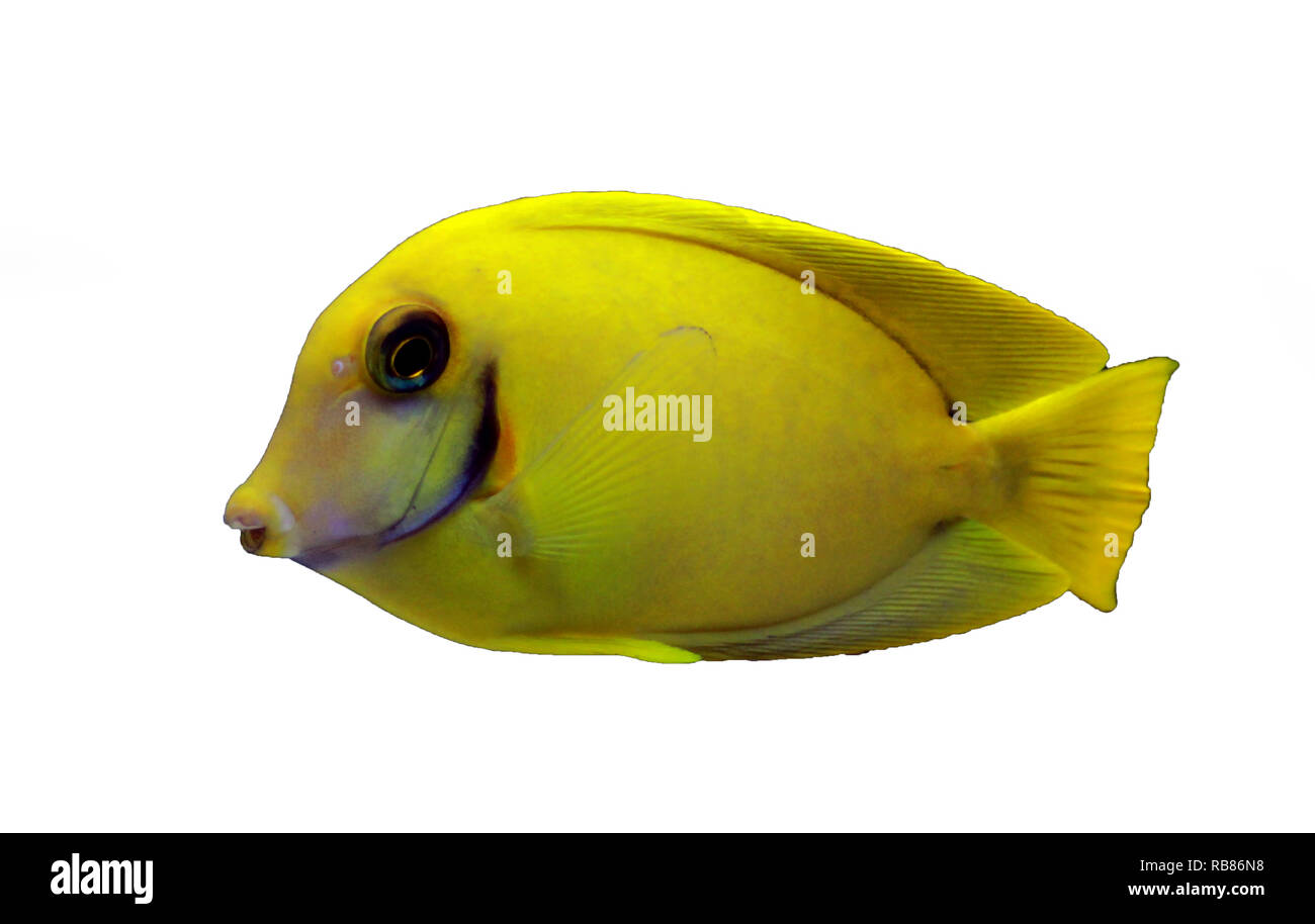 Codolo di limone aka codolo di cioccolato (Acanthurus sp.) Foto Stock