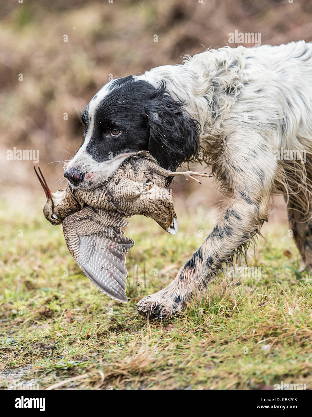 Springer spaniel trasportare morti beccaccia Foto Stock