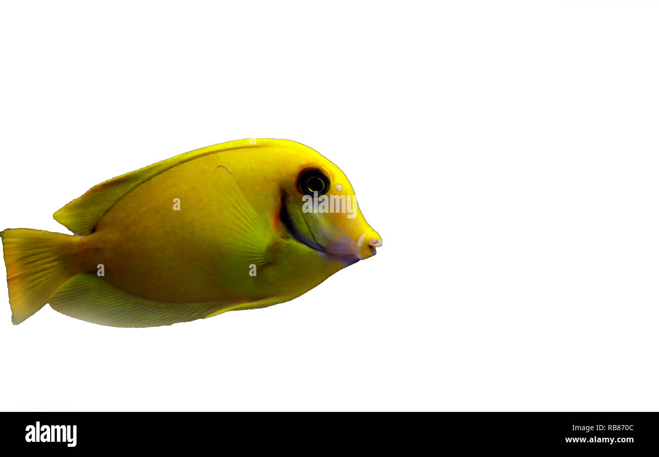 Codolo di limone aka codolo di cioccolato (Acanthurus sp.) Foto Stock