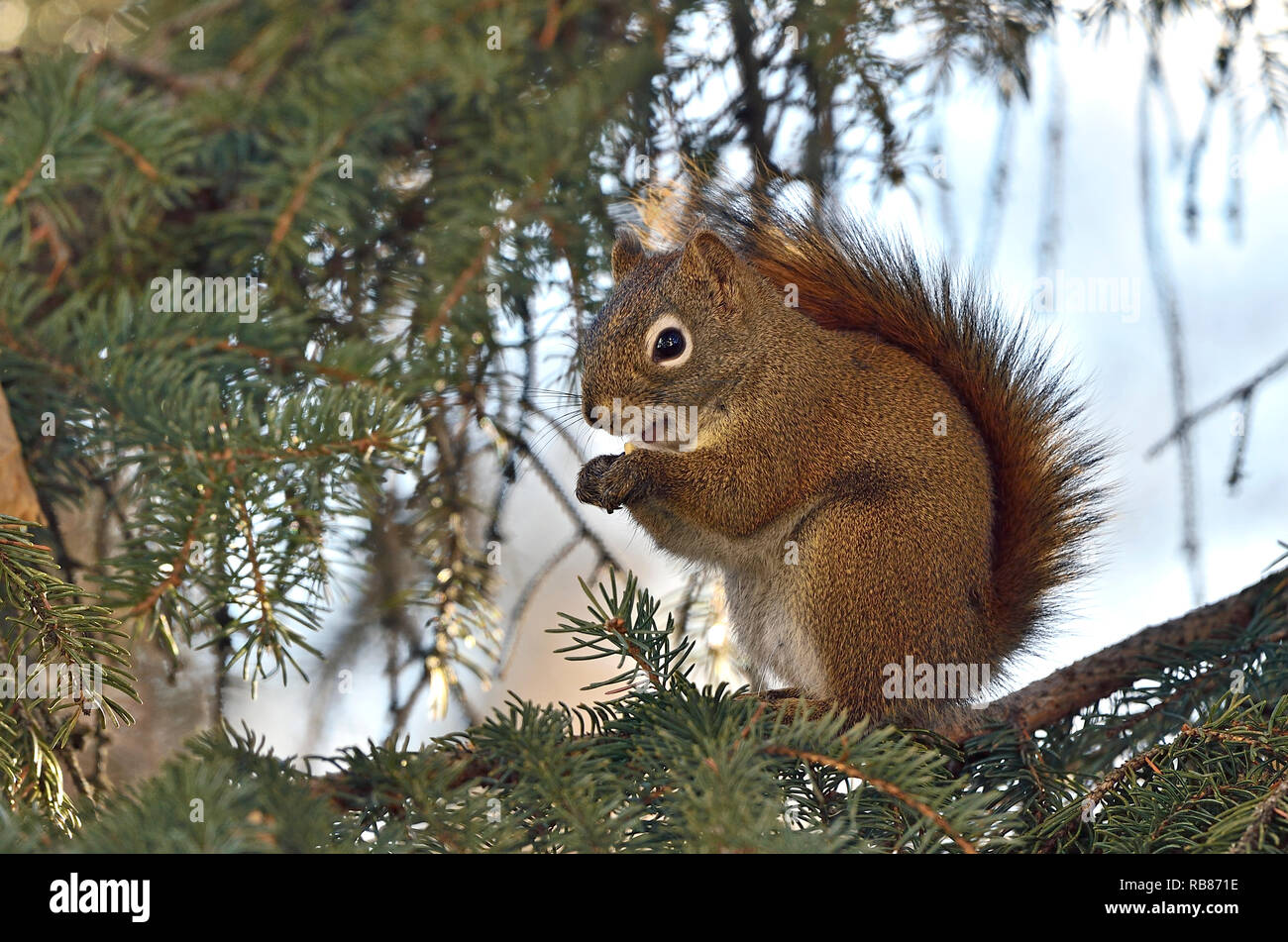 Una vista laterale di un simpatico scoiattolo rosso 'Tamiasciurus hudsonicus"; seduta su un abete ramo di albero di mangiare nelle zone rurali di Alberta in Canada Foto Stock