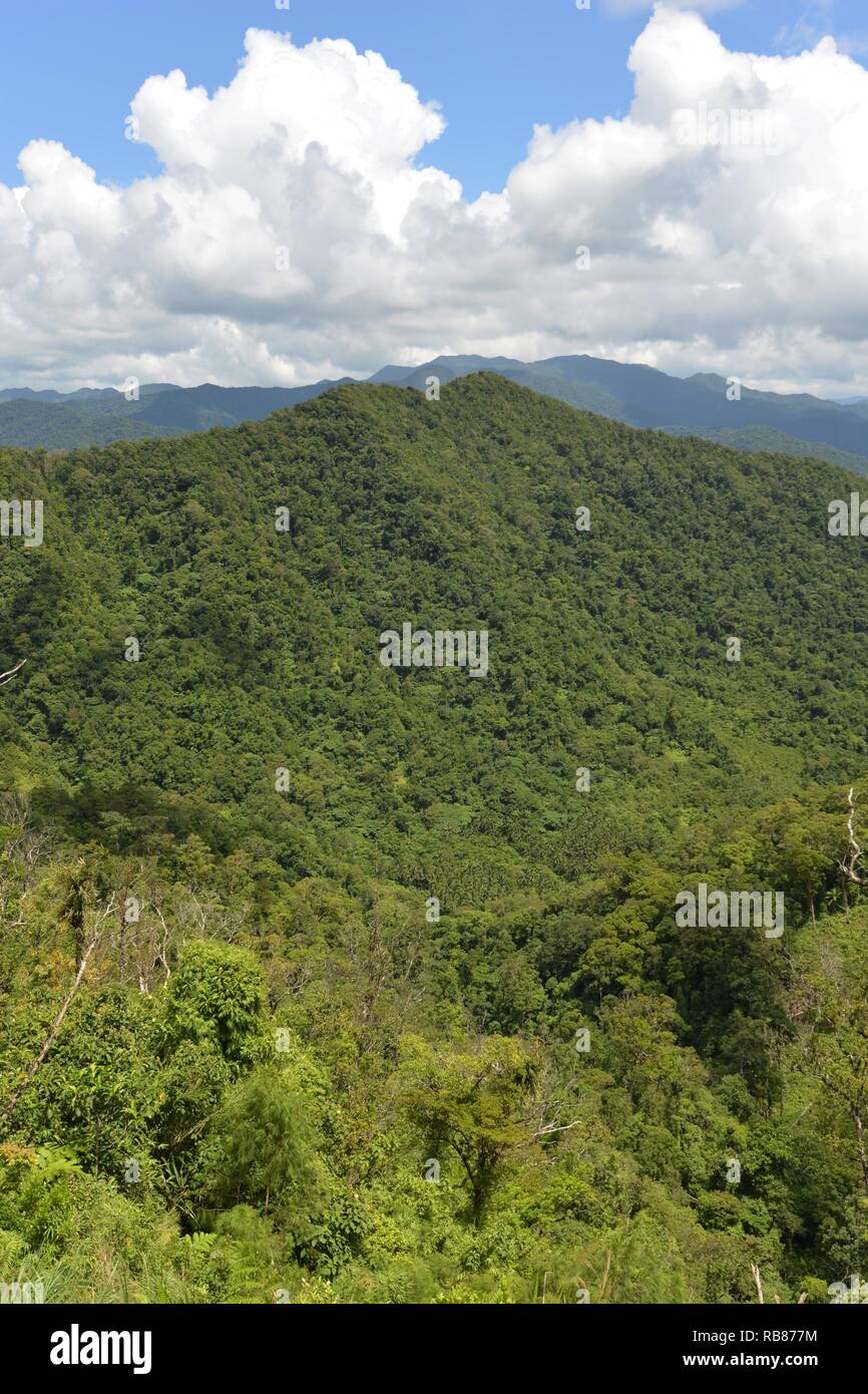 Natura incontaminata per quanto gli occhi possono vedere la foresta è sede di una vasta varietà di flora e fauna così come le comunità tribali che hanno vissuto e la cura per l'ambiente per le generazioni a venire. Foto Stock